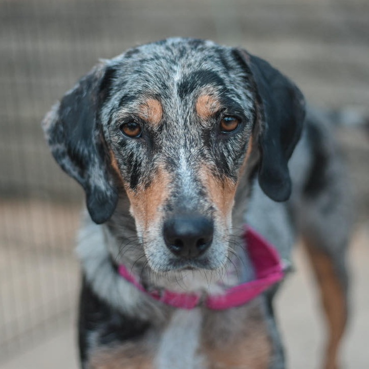 Enlarge Maui, a Adopted Catahoula Leopard Dog in Pittsburgh, PA image 3/4