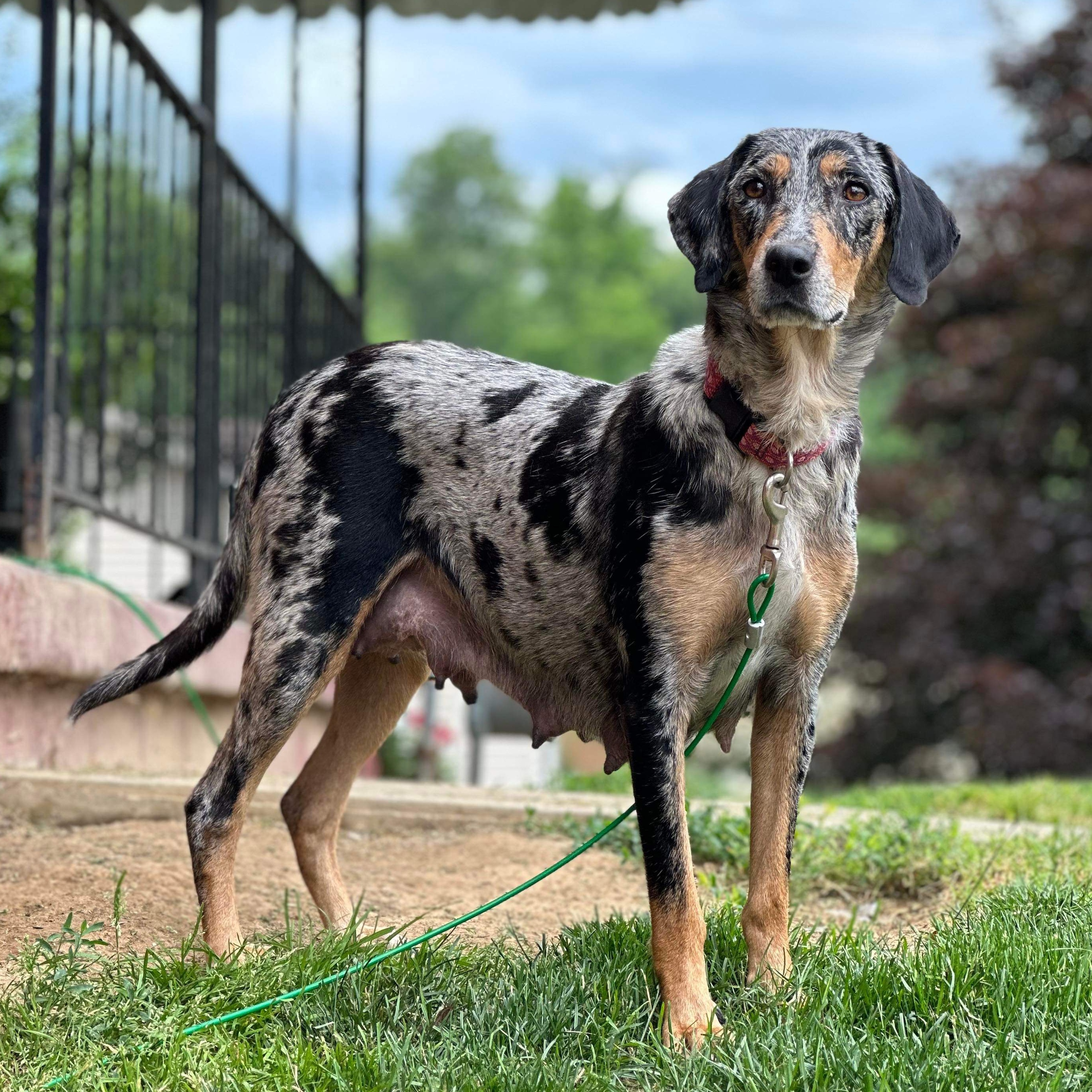 Enlarge Maui, a Adopted Catahoula Leopard Dog in Pittsburgh, PA image 4/4