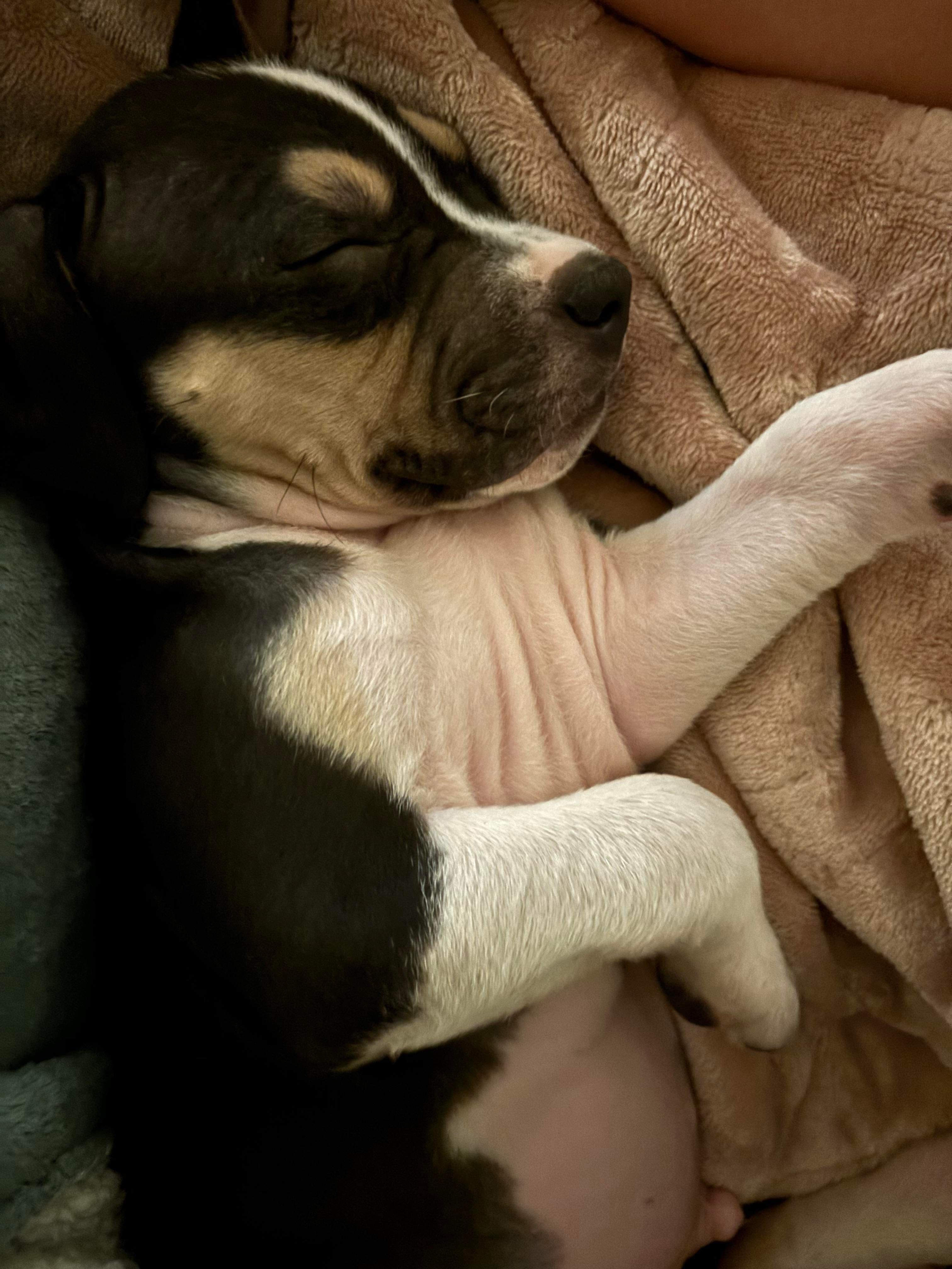 Mango, Adopted, Puppy Male Pit Bull Terrier.