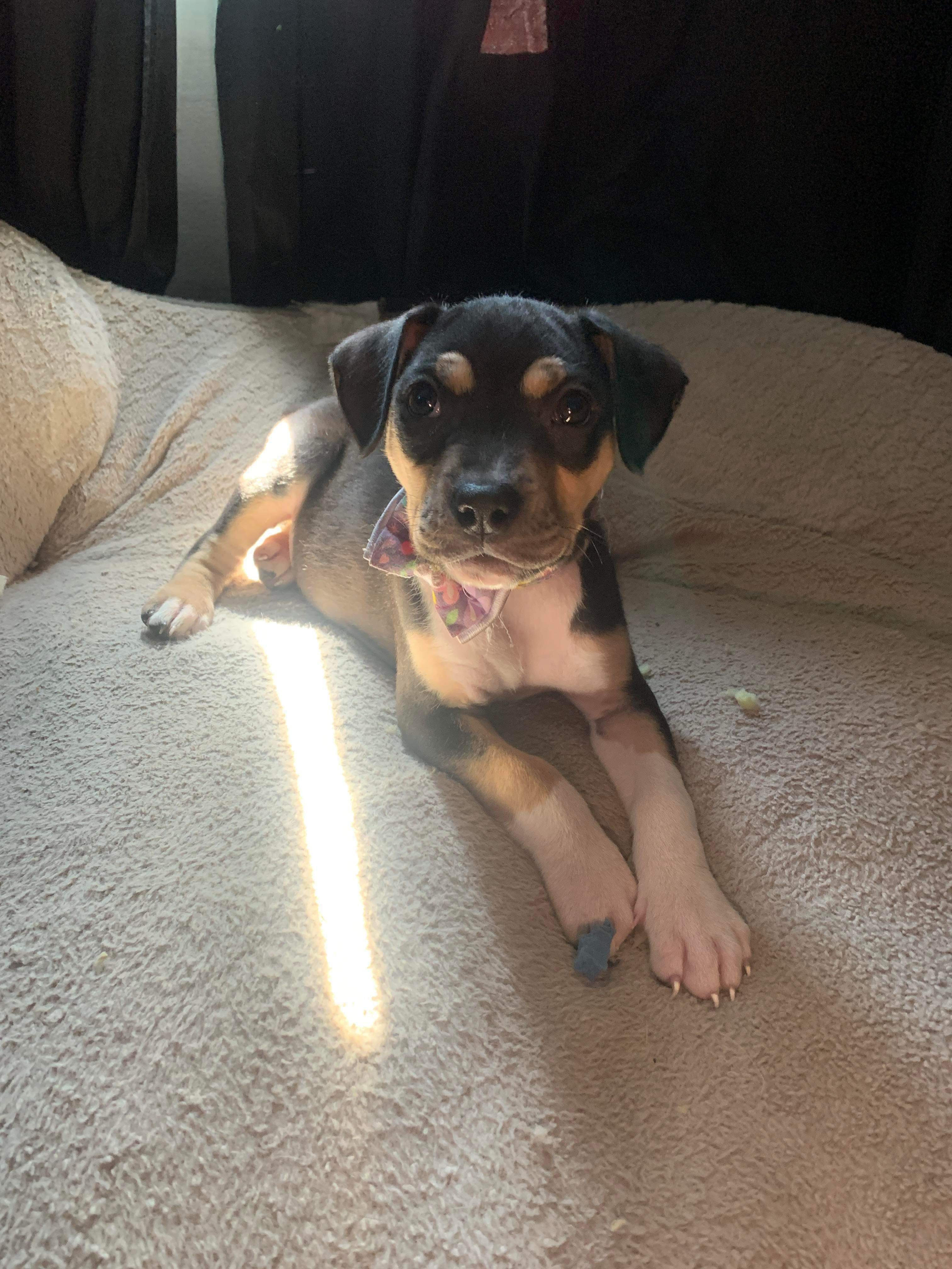 Enlarge Mango, a Adopted Pit Bull Terrier in Villa Park, IL image 2/3