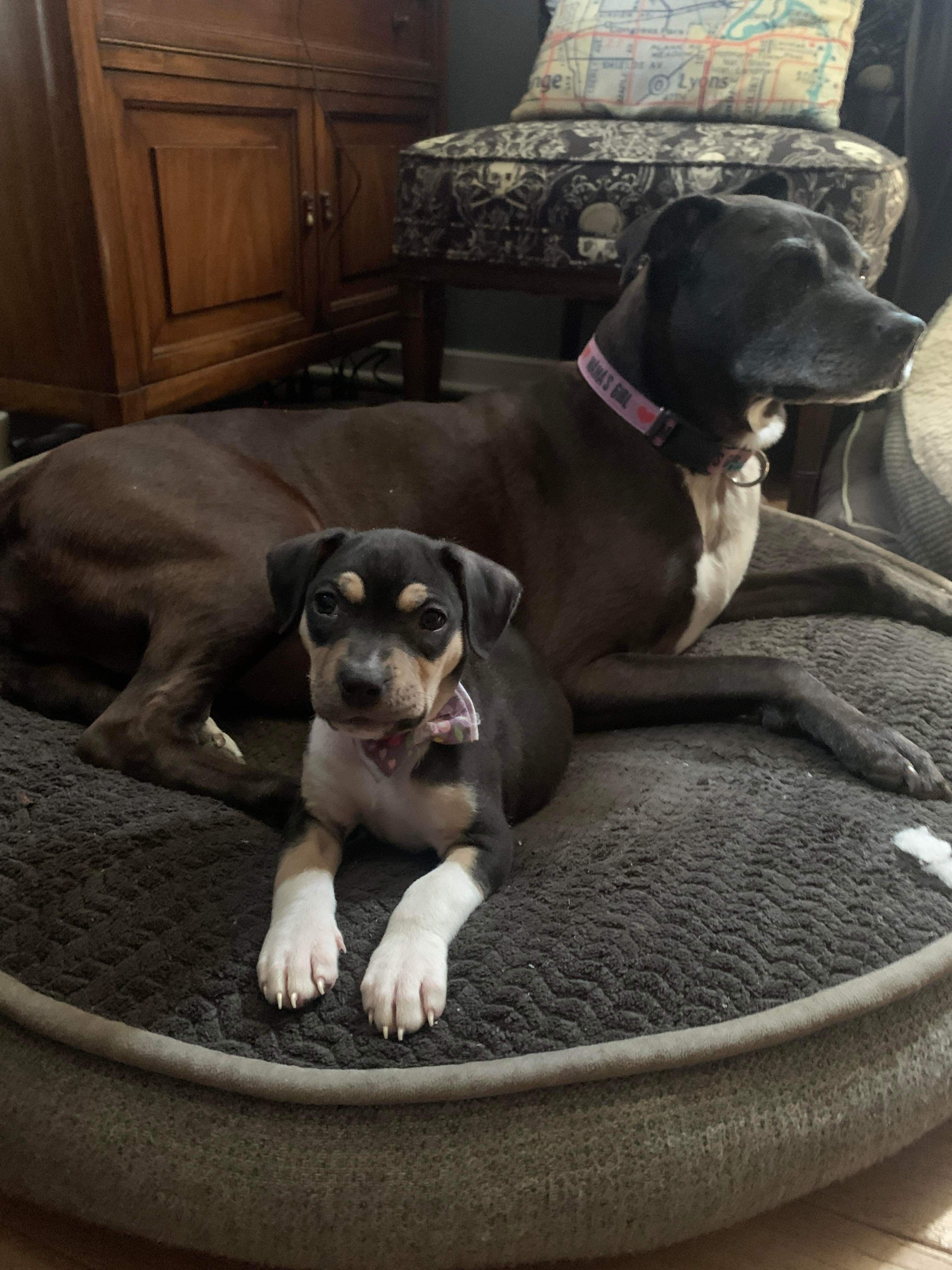 Enlarge Mango, a Adopted Pit Bull Terrier in Villa Park, IL image 3/3