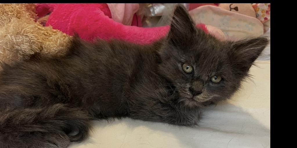 Max the cat, Adopted, Kitten Male Domestic Long Hair.