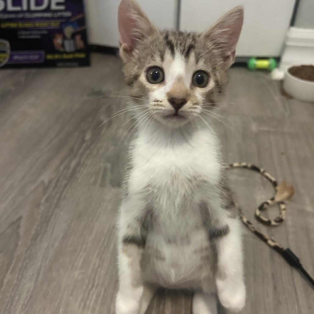 Jensen, Adoptable, Kitten Male Domestic Short Hair.