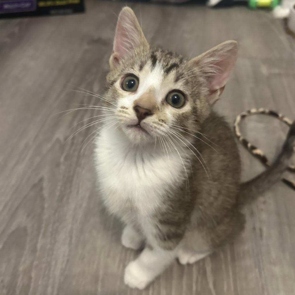 Enlarge Jensen, a Adoptable Domestic Short Hair in Jupiter, FL image 2/6