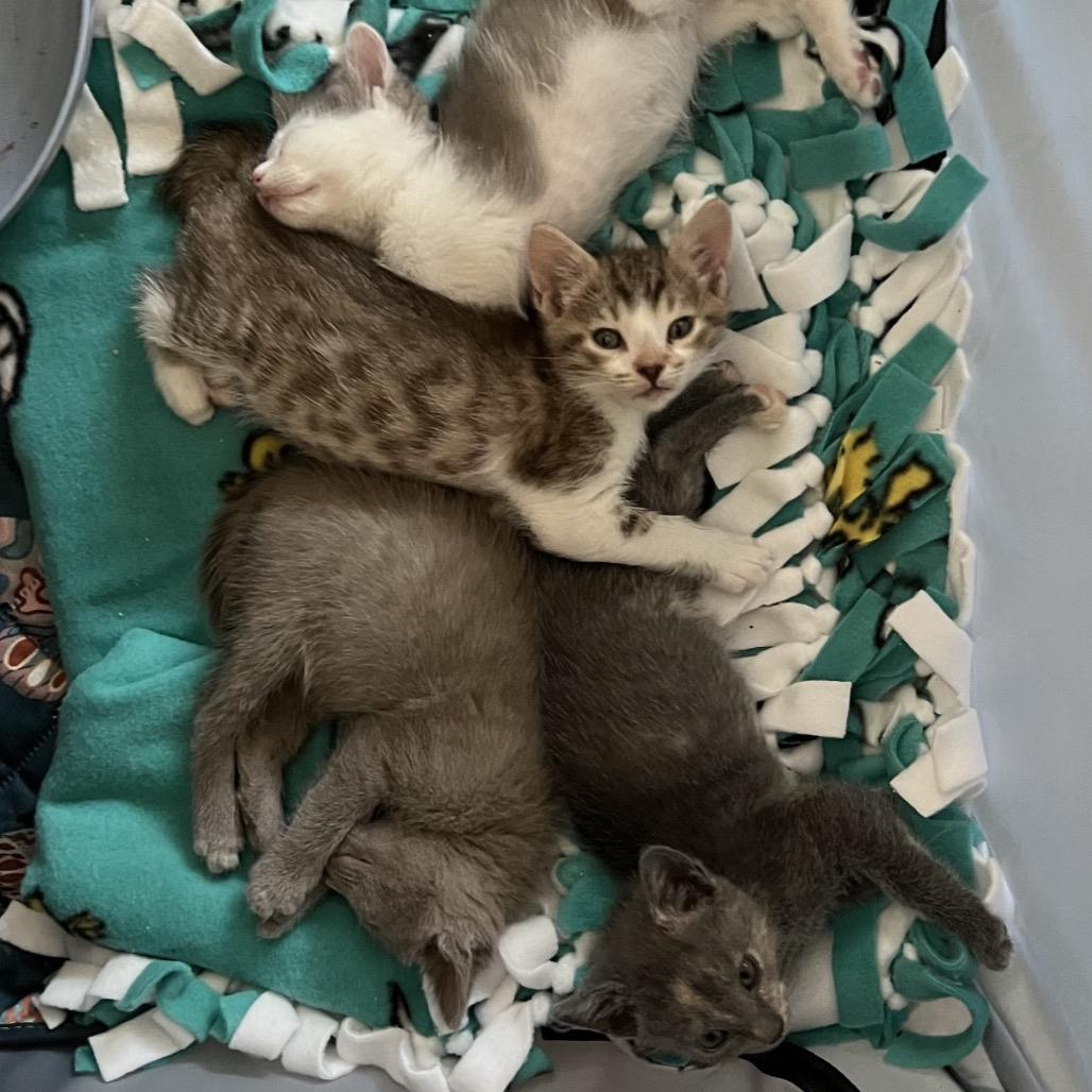 Enlarge Jensen, a Adoptable Domestic Short Hair in Jupiter, FL image 3/6