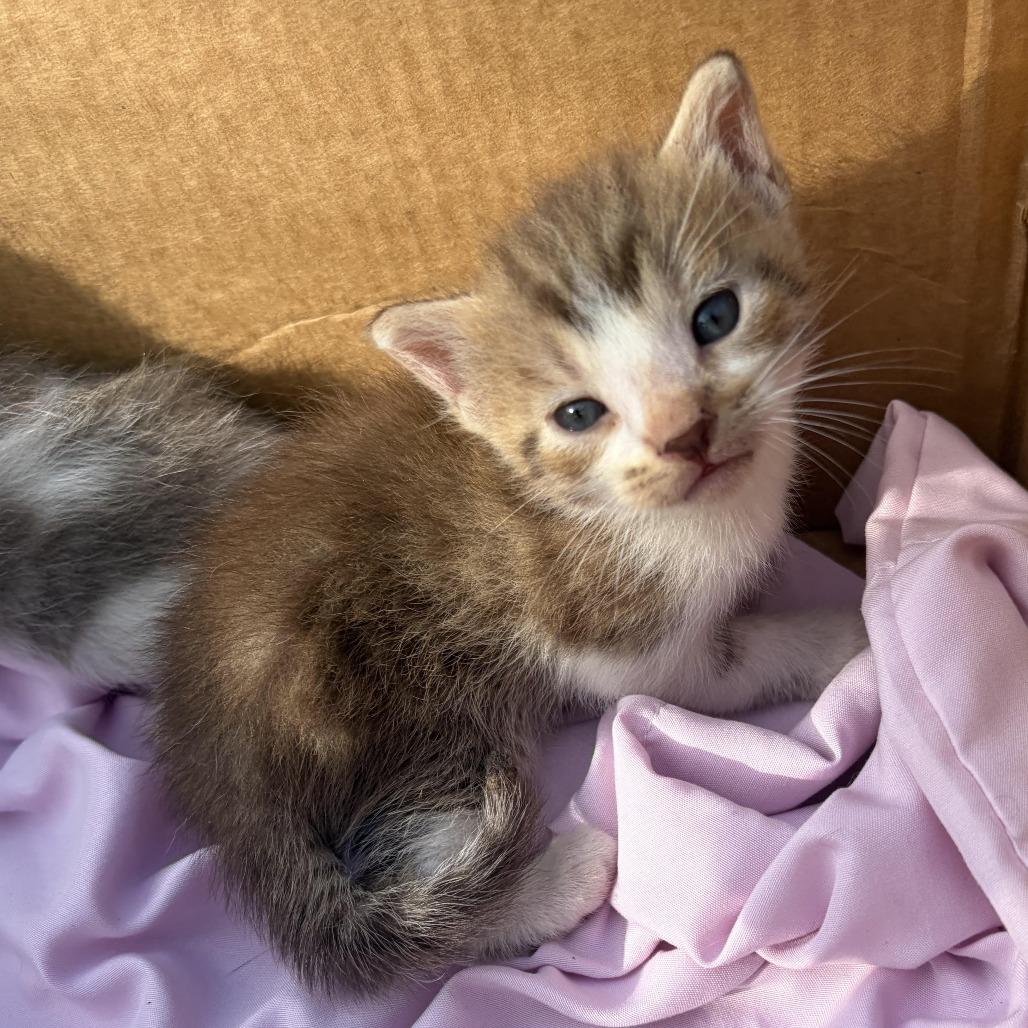 Enlarge Jensen, a Adoptable Domestic Short Hair in Jupiter, FL image 5/6