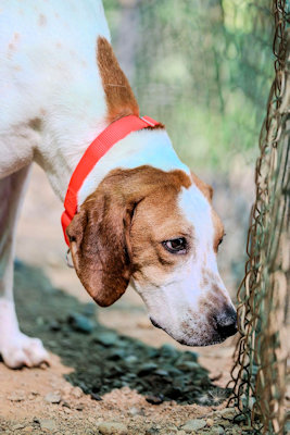 Enlarge Blazer (CA), a Adoptable Treeing Walker Coonhound in Jackson, CA image 2/4