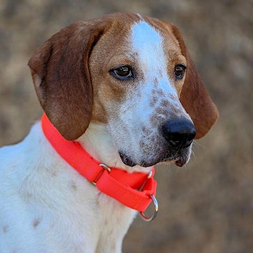 Enlarge Blazer (CA), a Adoptable Treeing Walker Coonhound in Jackson, CA image 1/4