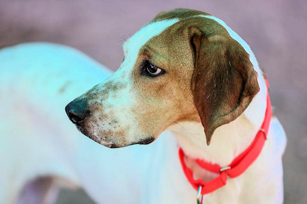 Enlarge Blazer (CA), a Adoptable Treeing Walker Coonhound in Jackson, CA image 3/4