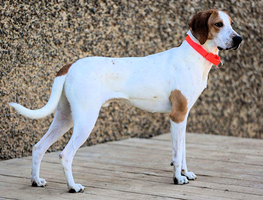 Enlarge Blazer (CA), a Adoptable Treeing Walker Coonhound in Jackson, CA image 4/4