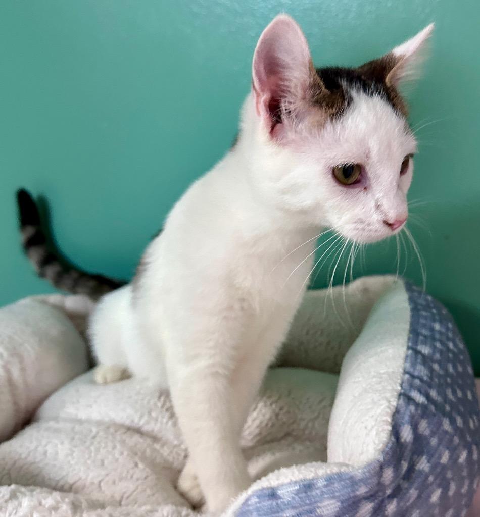Stormy, Adoptable, Kitten Male Domestic Short Hair.
