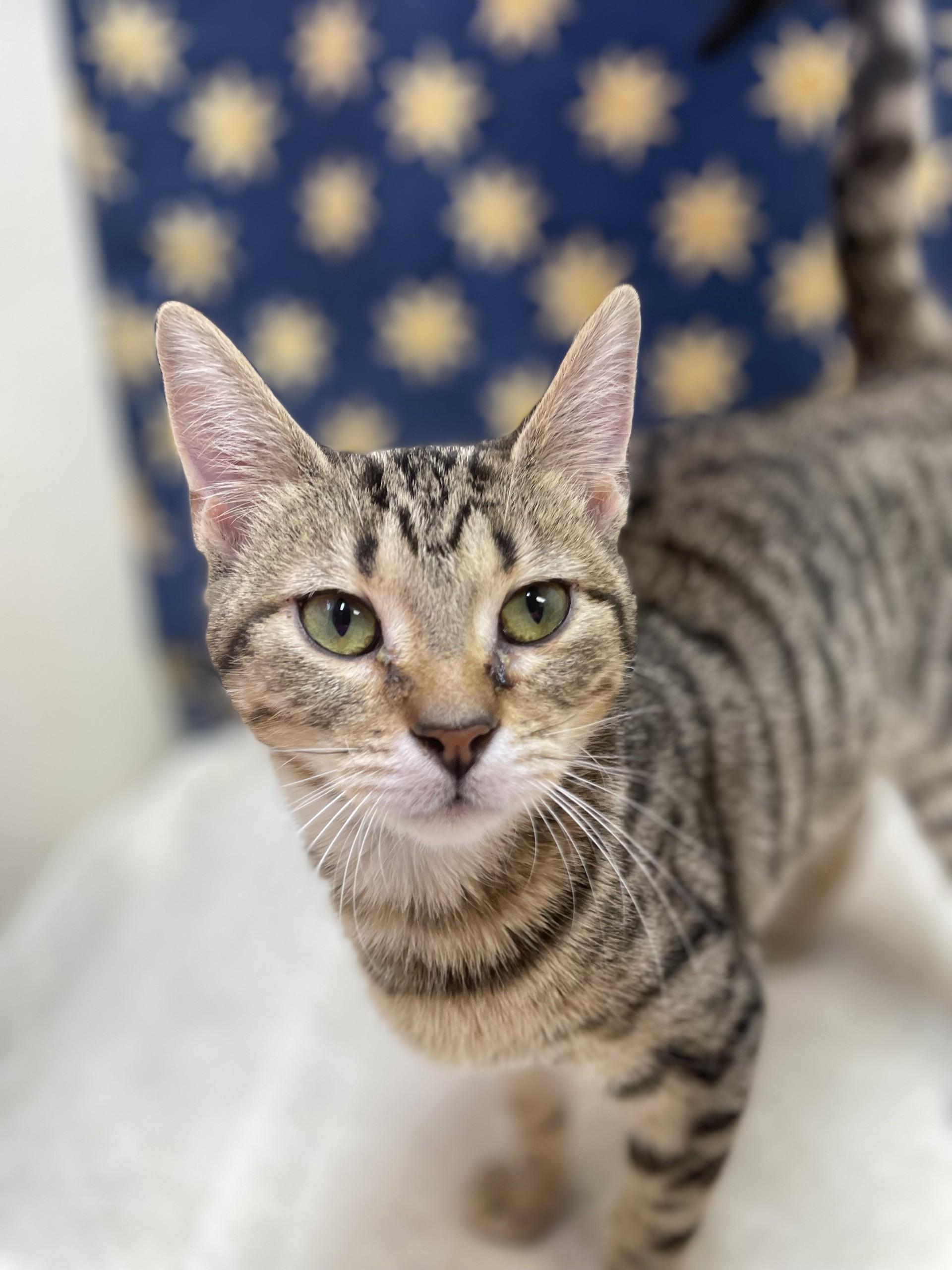Olive, a ADOPTABLE mixed breed in Upper Sandusky, OH image 1/3