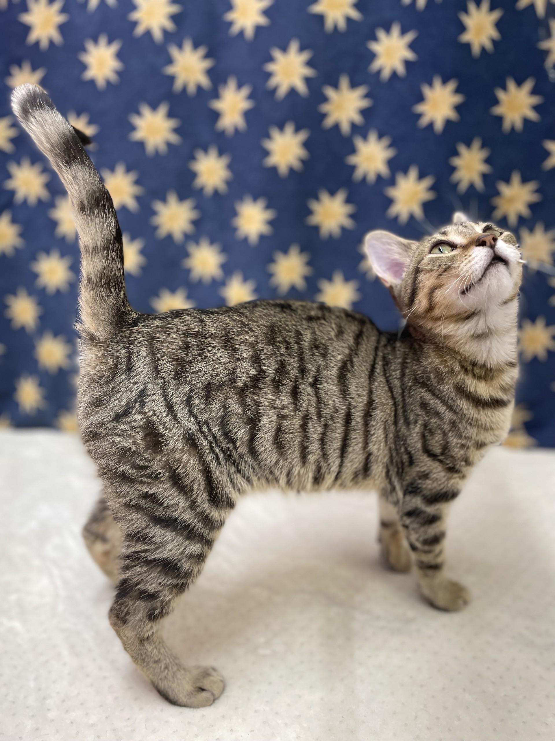 Olive, a ADOPTABLE mixed breed in Upper Sandusky, OH image 3/3