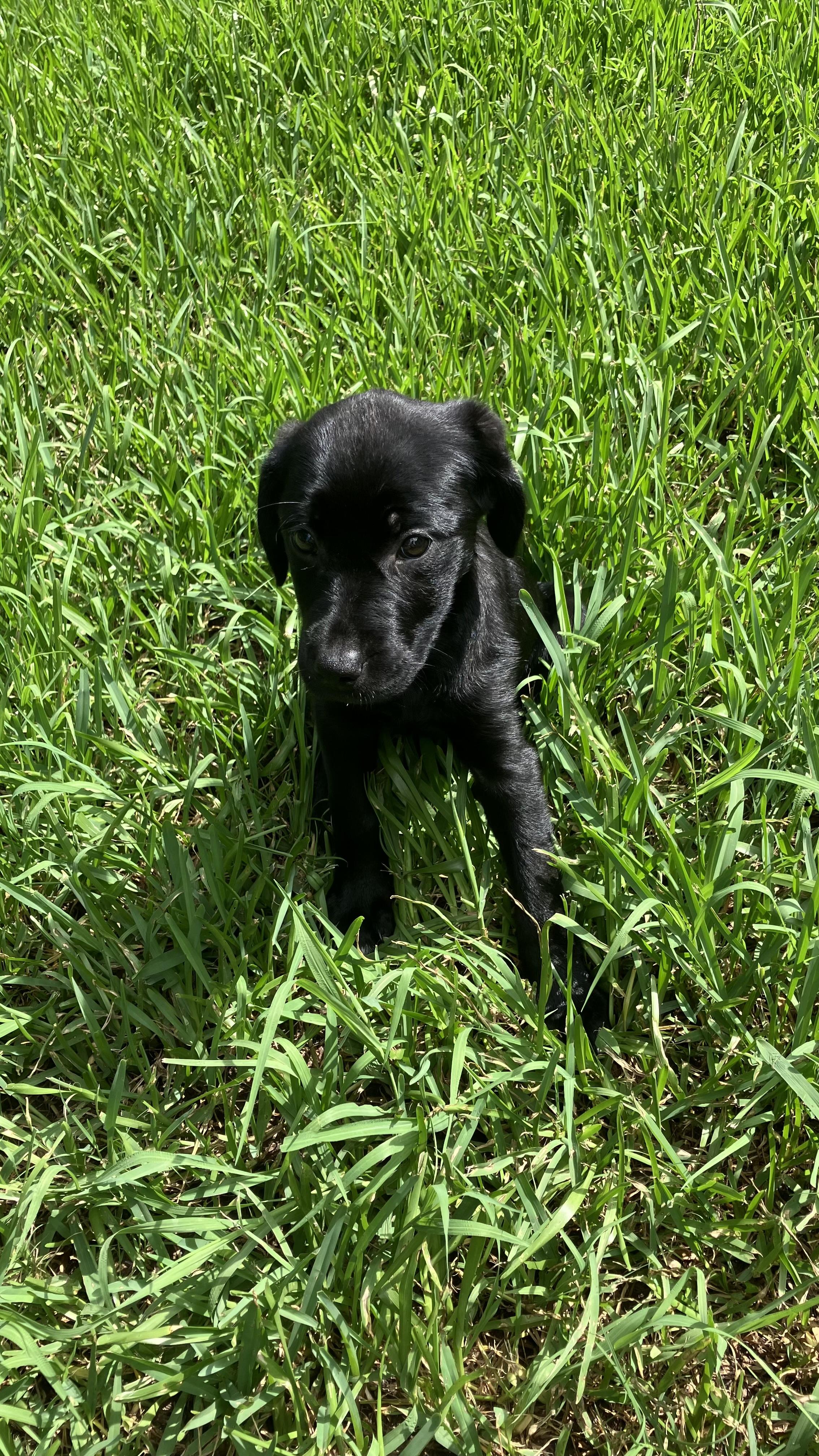 Lola