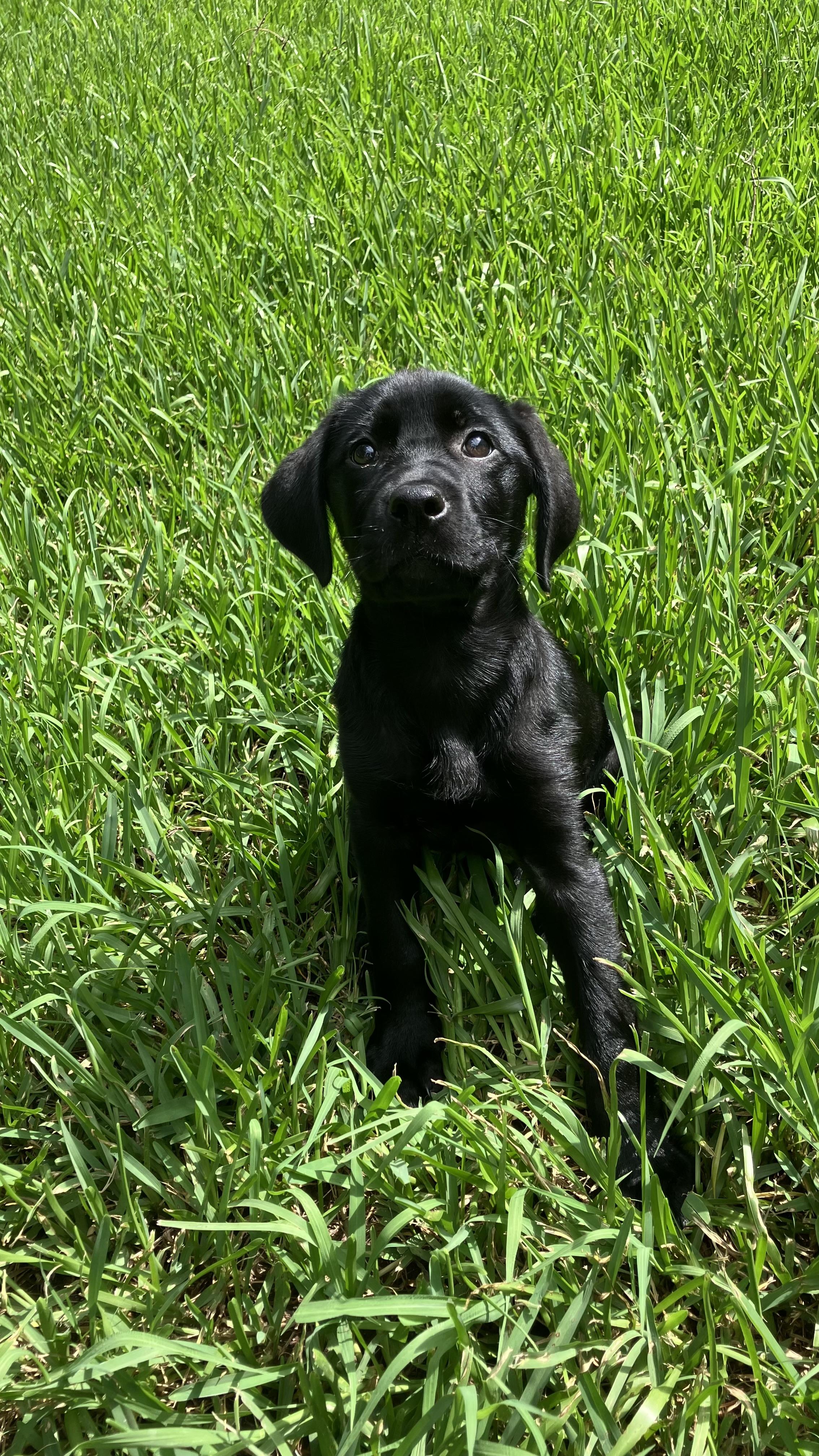 Lola