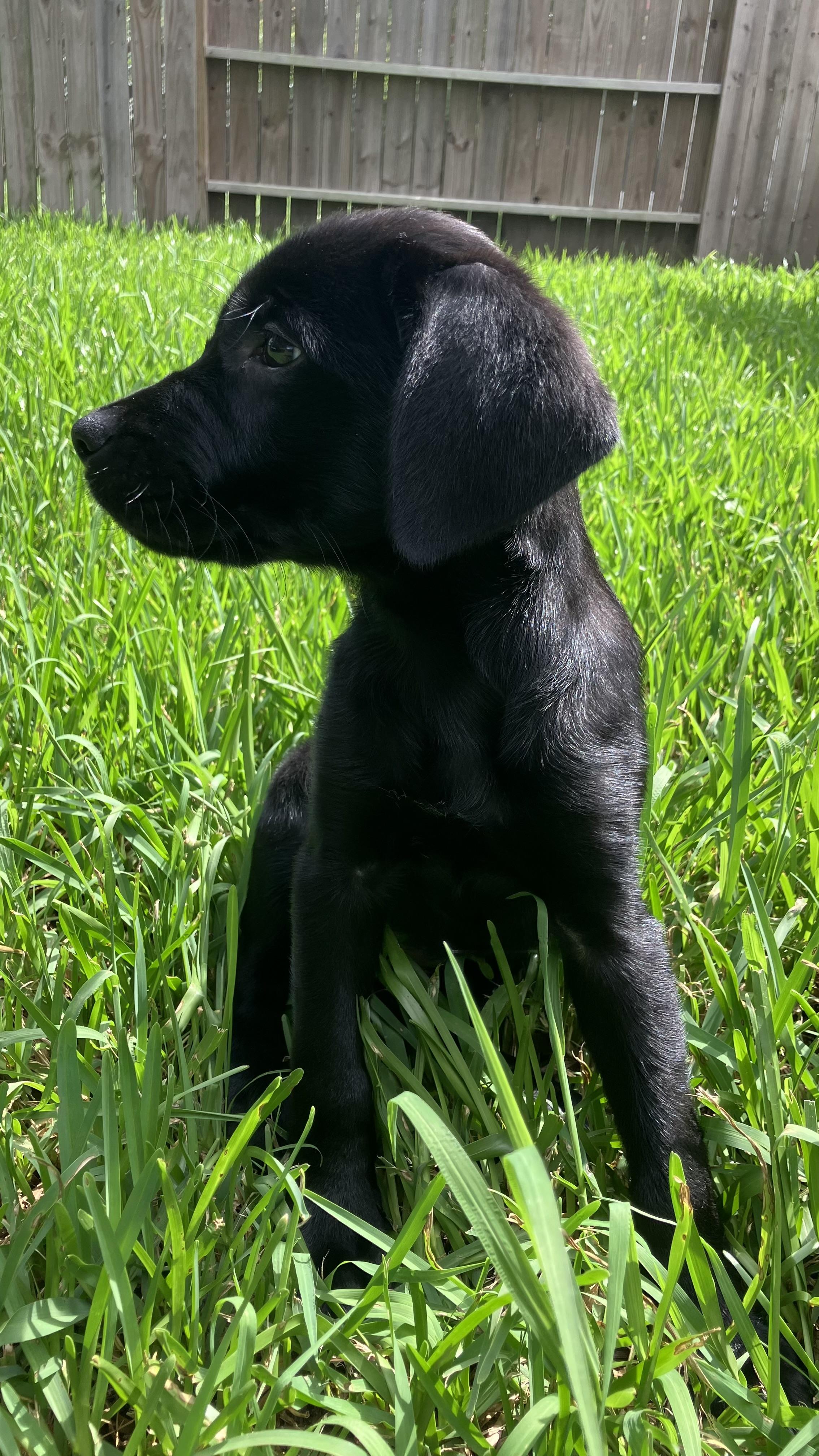 Lola