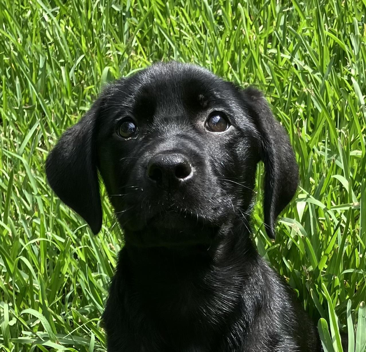 Lola