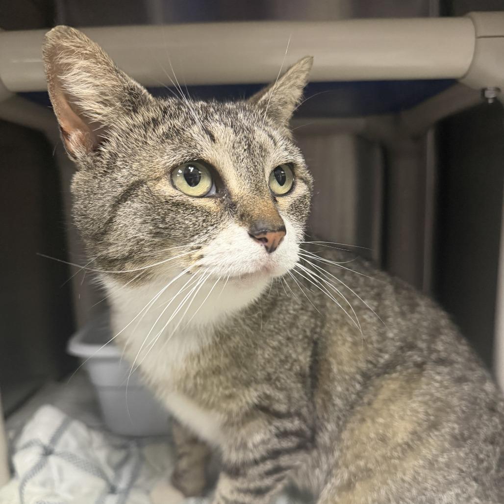 Enlarge Cordelia, a Adoptable Domestic Short Hair in Marion, VA image 1/1