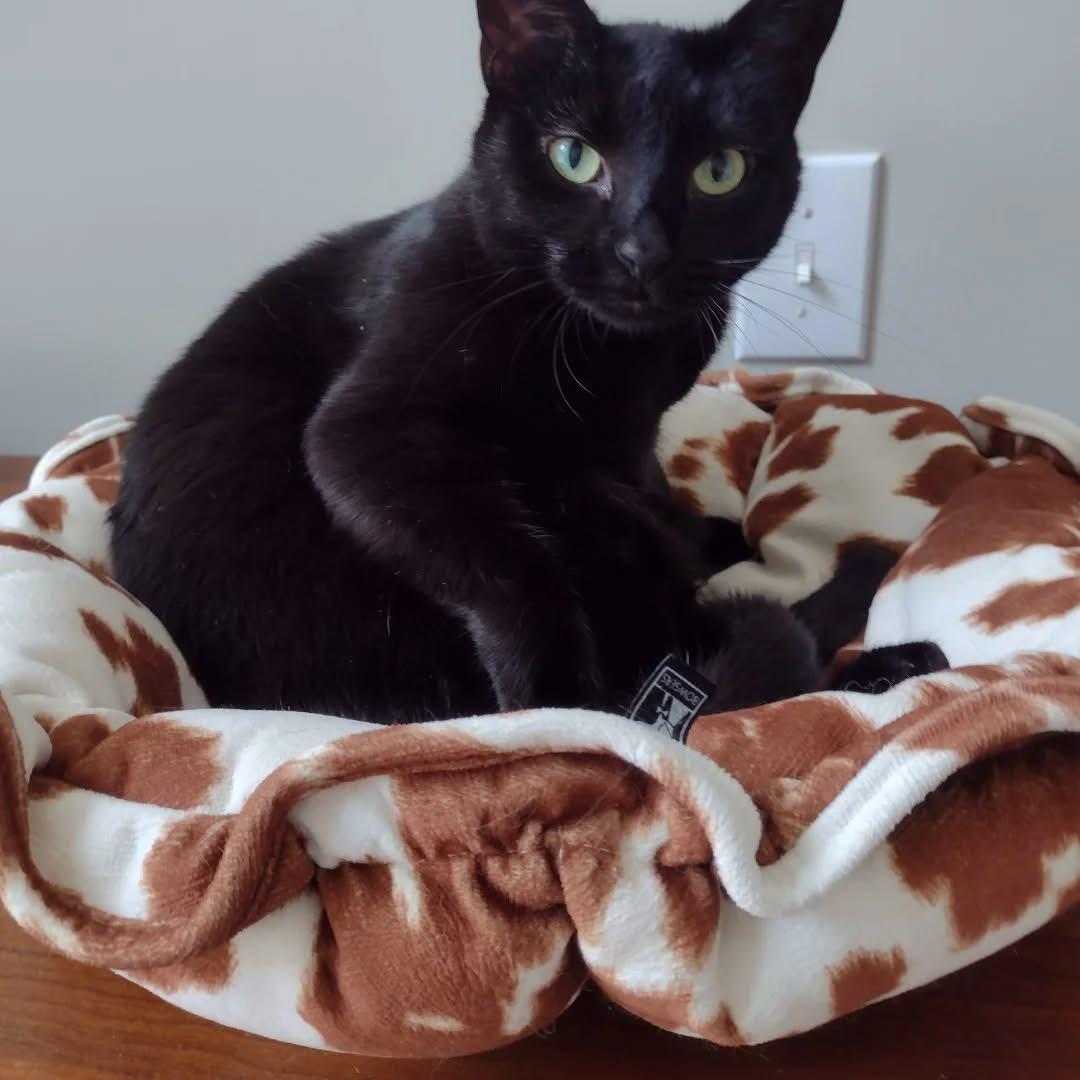 Enlarge Liberty, a Adoptable Domestic Short Hair in Bridgewater, NJ image 1/2