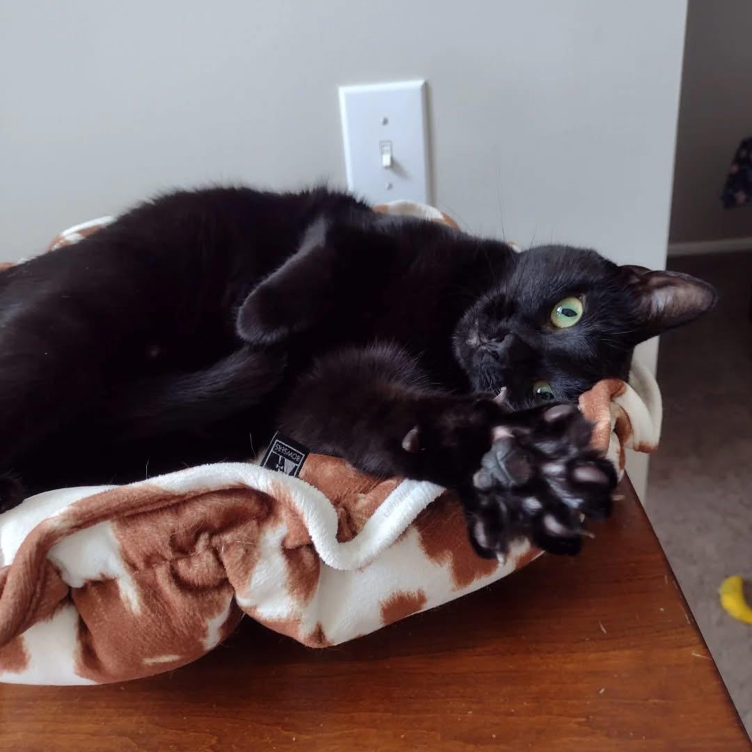 Enlarge Liberty, a Adoptable Domestic Short Hair in Bridgewater, NJ image 2/2