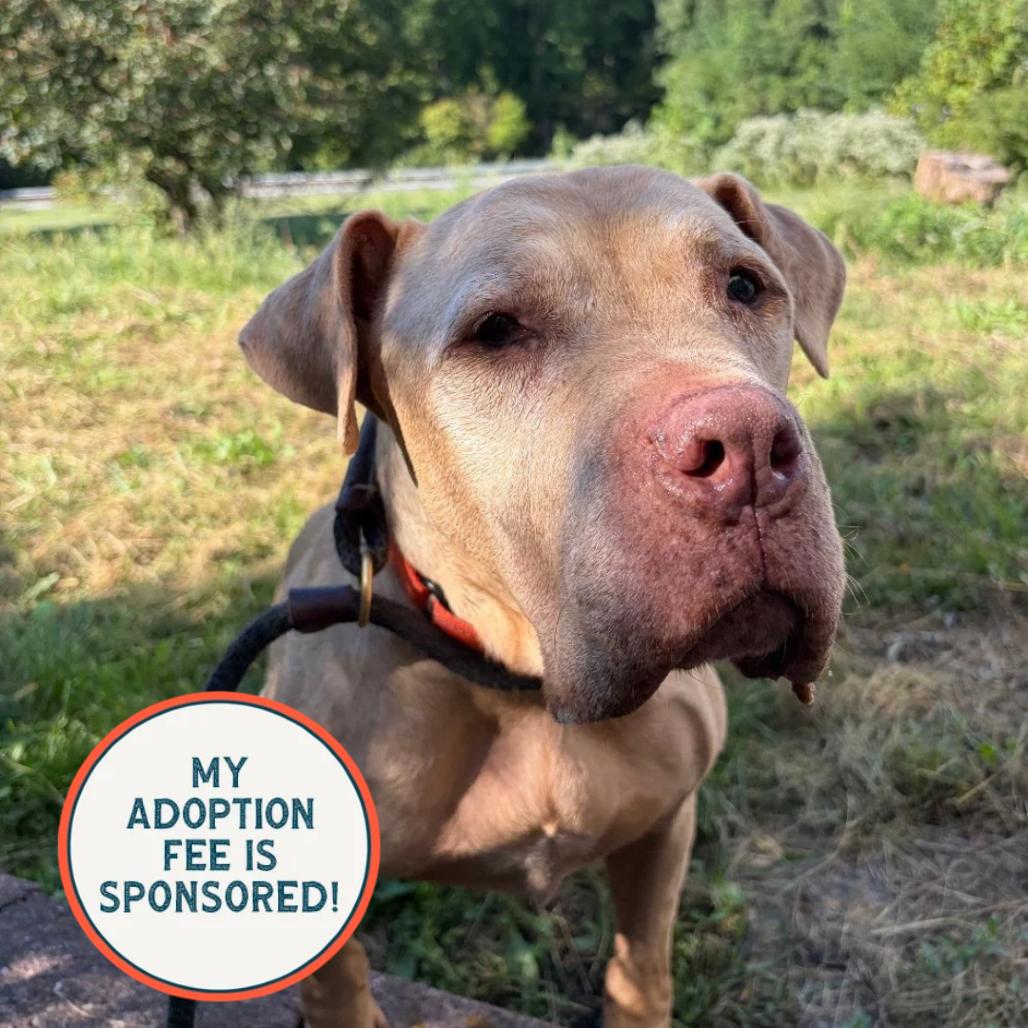 Mutt, Adoptable, Senior Male Pit Bull Terrier & Mixed Breed.