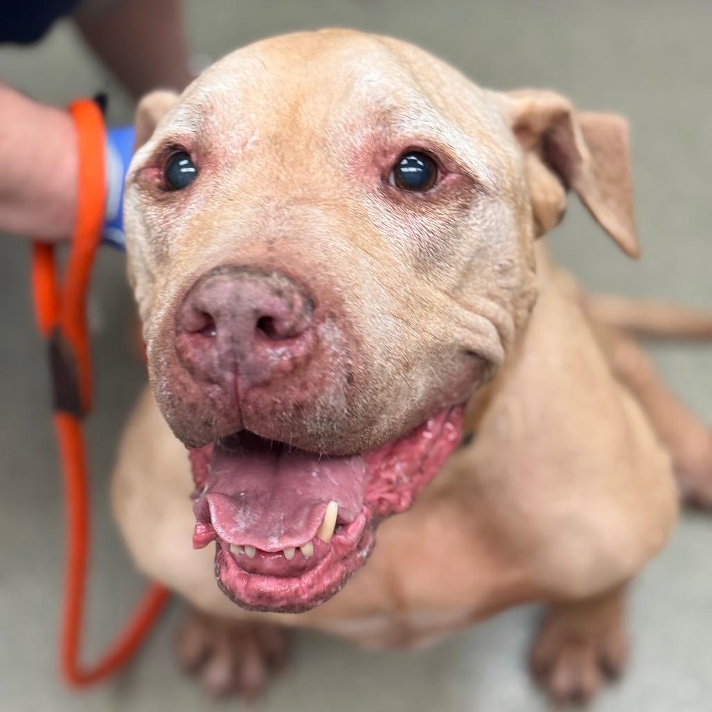 Enlarge Mutt, a Adoptable mixed breed in Birdsboro, PA image 2/3