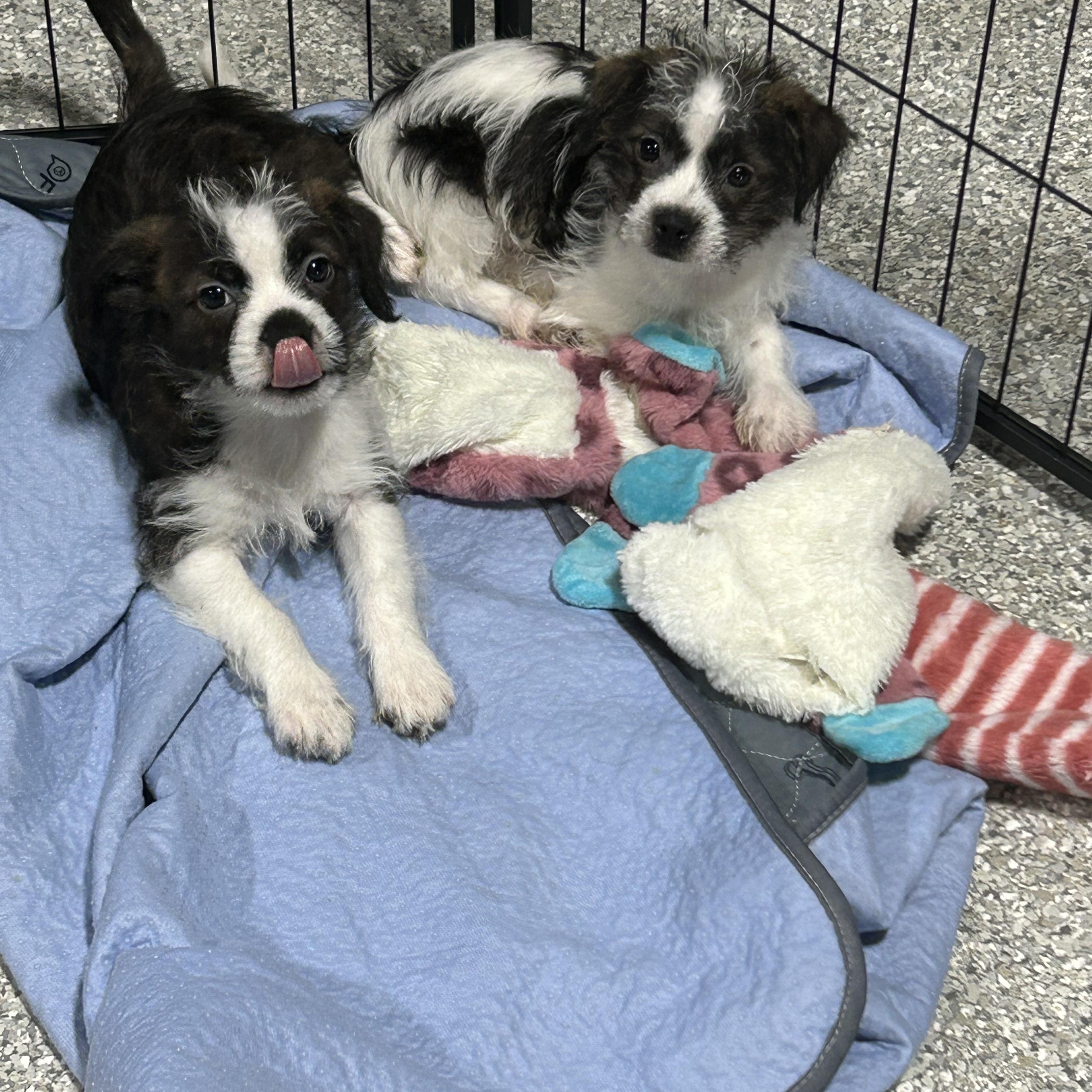 Enlarge Holly , a Adoptable mixed breed in Maumee , OH image 1/3