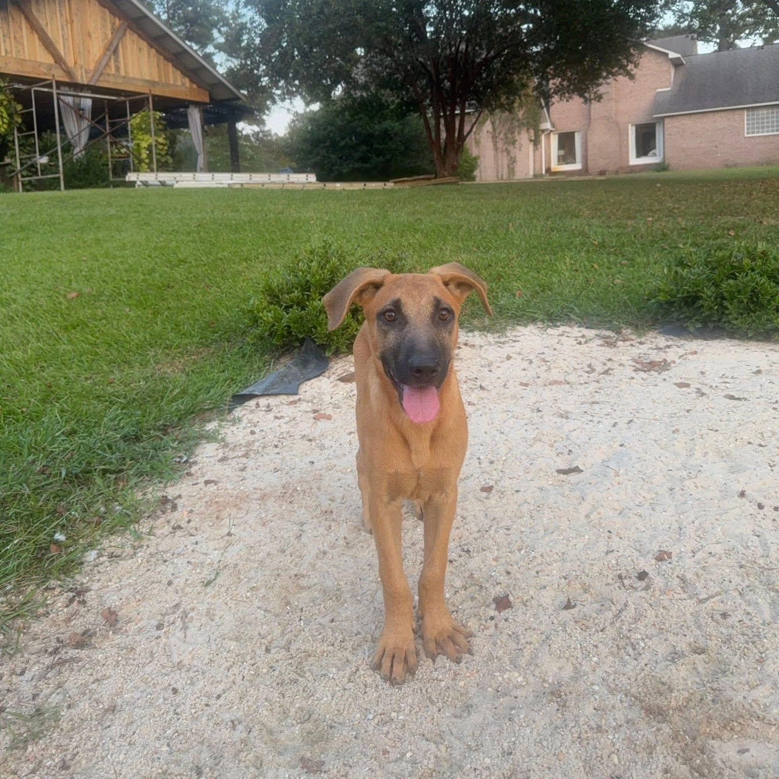 Enlarge Auggie, a Adoptable mixed breed in Brattleboro, VT image 2/3