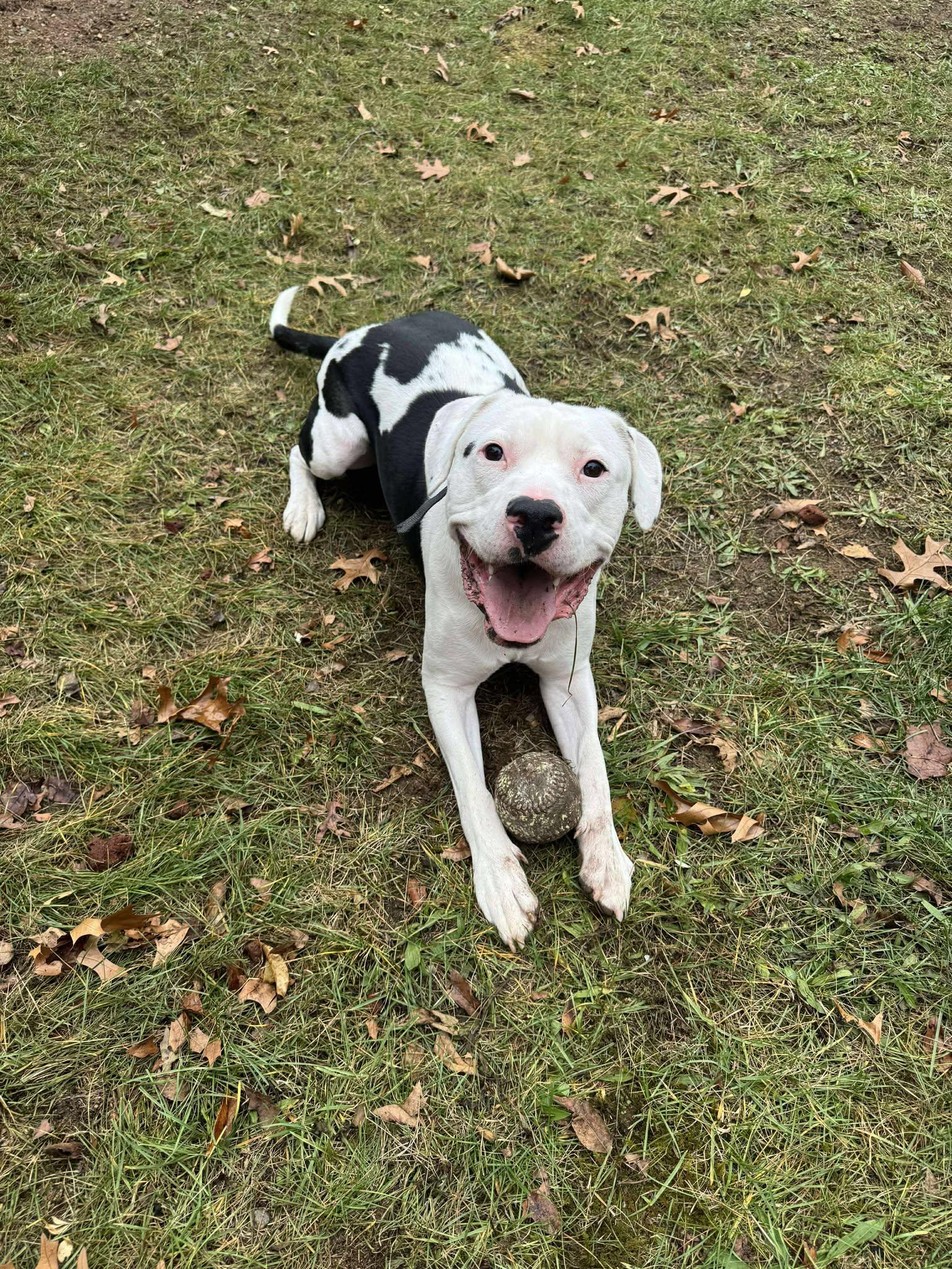 Clark — thumbnail 5