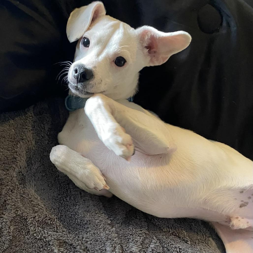 Allen, Adoptable, Young Male Terrier & Mixed Breed.