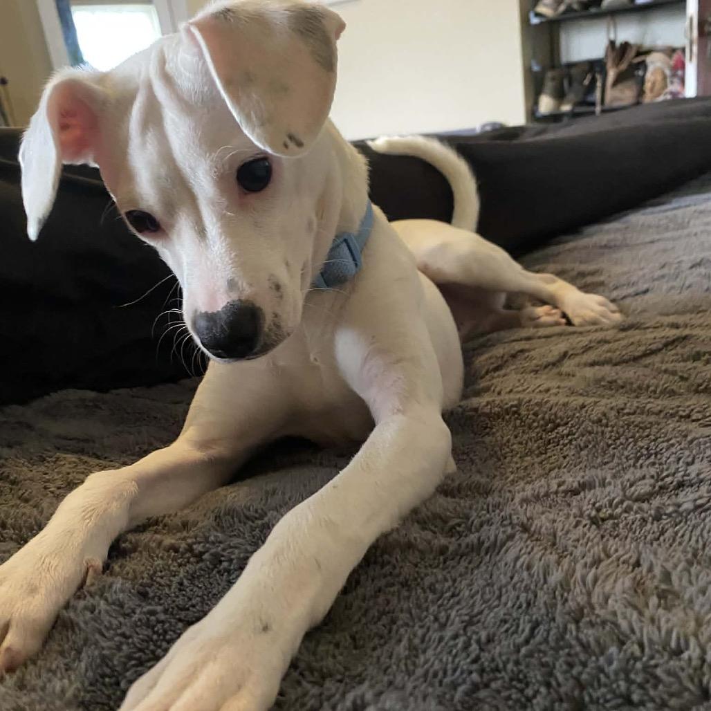 Enlarge Allen, a Adoptable mixed breed in Tomah, WI image 2/6