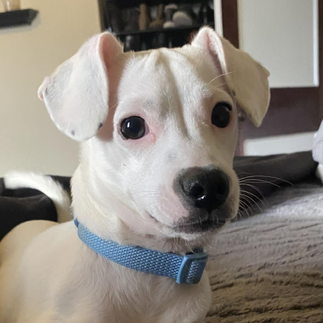 Enlarge Allen, a Adoptable mixed breed in Tomah, WI image 3/6