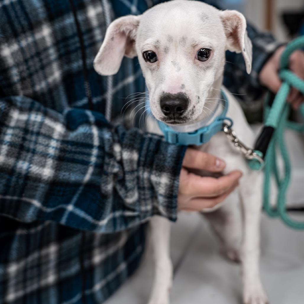 Enlarge Allen, a Adoptable mixed breed in Tomah, WI image 4/6