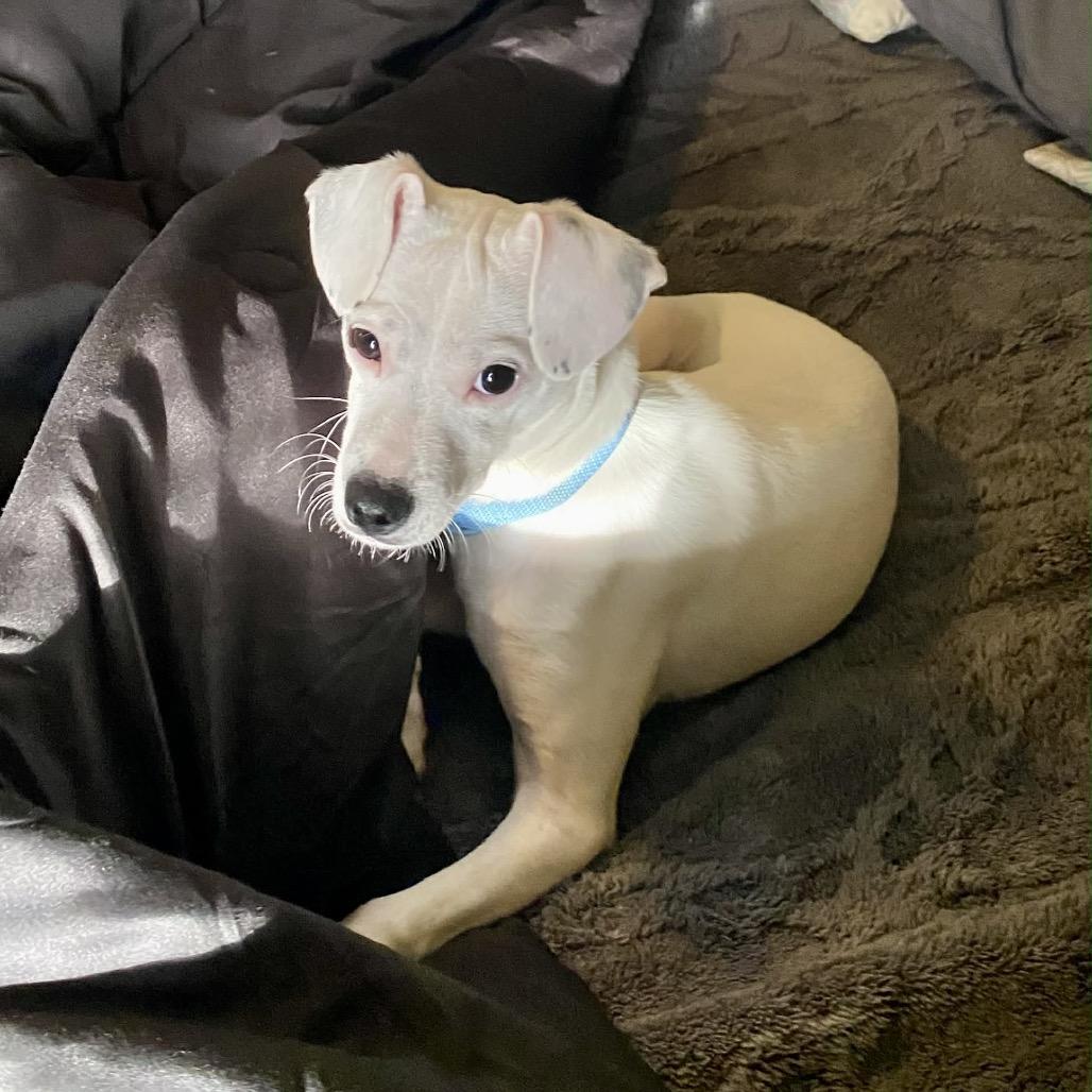 Enlarge Allen, a Adoptable mixed breed in Tomah, WI image 5/6