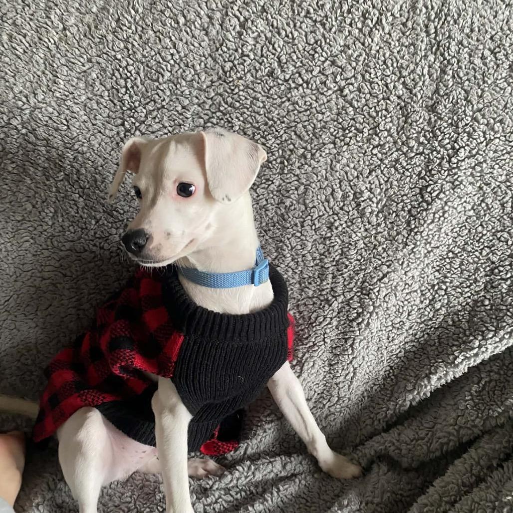 Enlarge Allen, a Adoptable mixed breed in Tomah, WI image 6/6