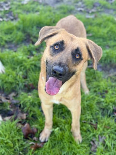 Enlarge FINLEY, a Adoptable German Shepherd Dog in Conroe, TX image 1/1