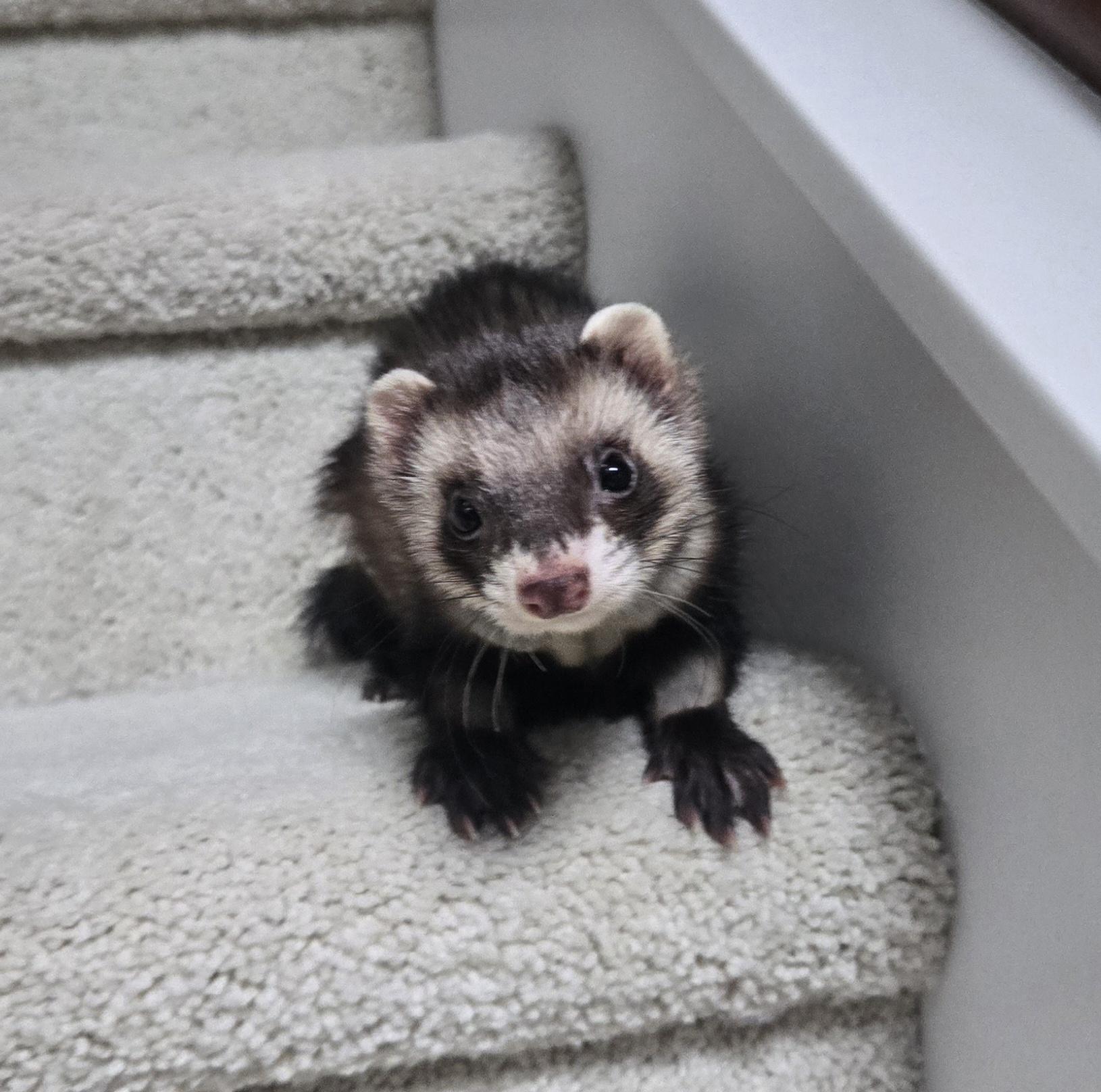 Enlarge Retired Research Ferrets -- Waitlist (MN), a Adoptable Ferret in Minneapolis, MN image 3/3