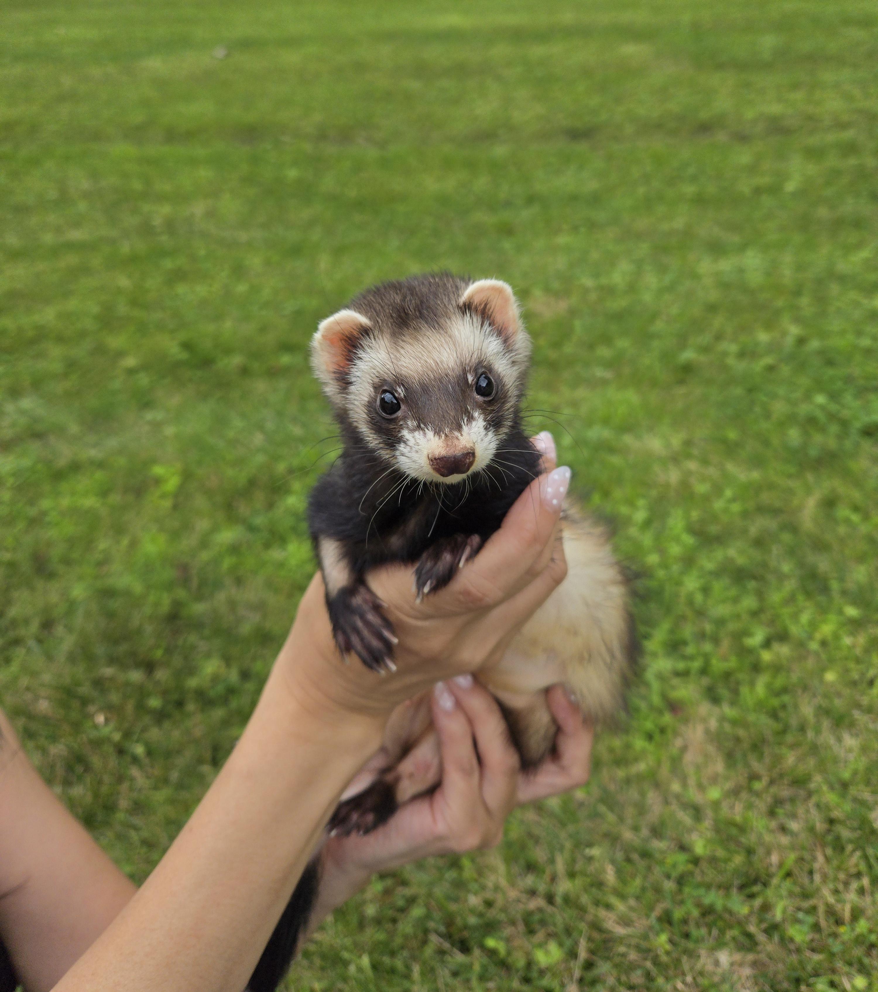 Retired Research Ferrets -- Waitlist, Adoptable, Adult Female Ferret.
