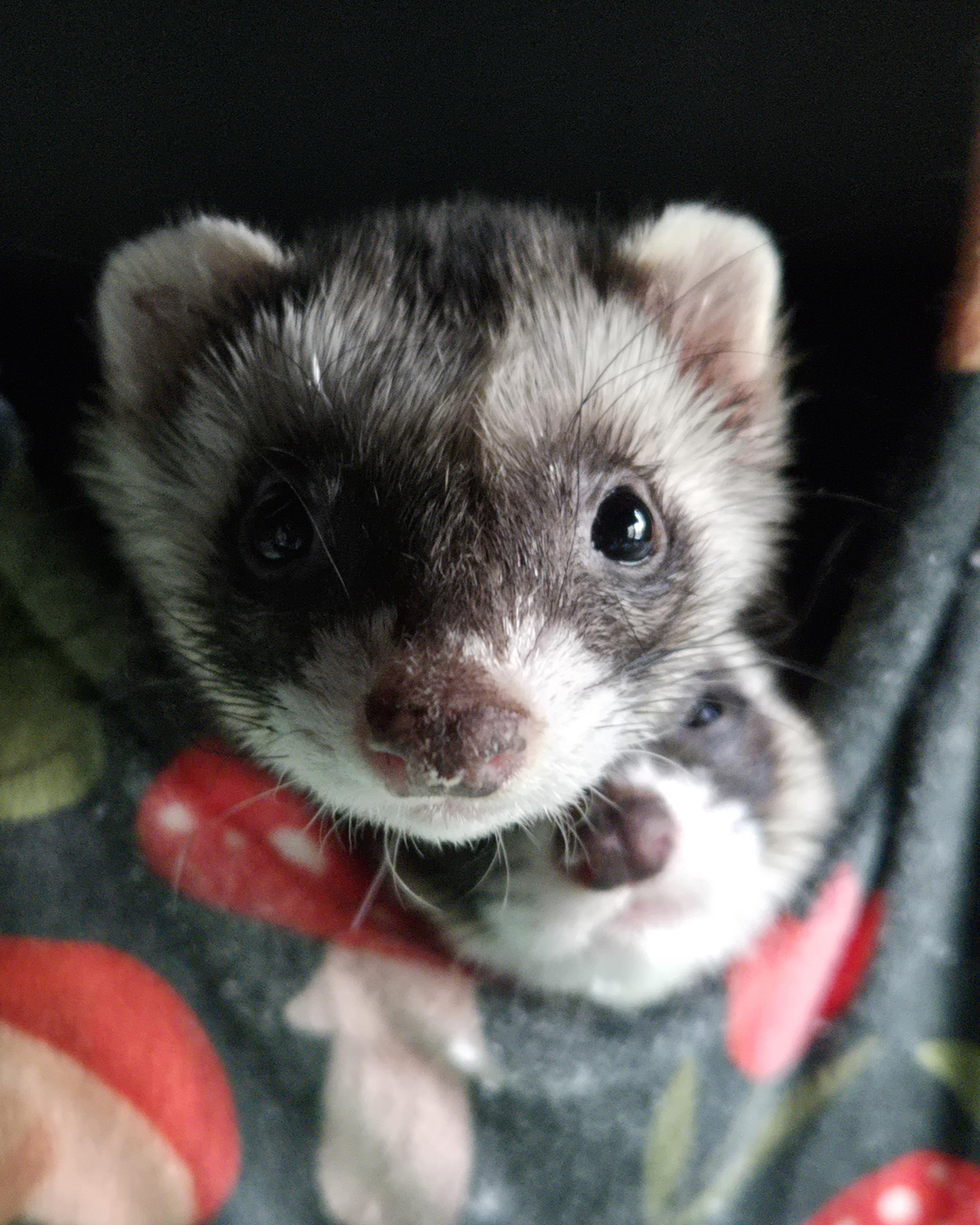 Enlarge Retired Research Ferrets -- Waitlist (MN), a Adoptable Ferret in Minneapolis, MN image 2/3