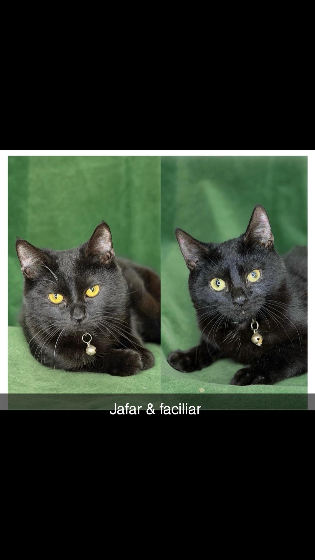 Jafar , a ADOPTABLE Domestic Short Hair in Hagerstown, MD image 1/3