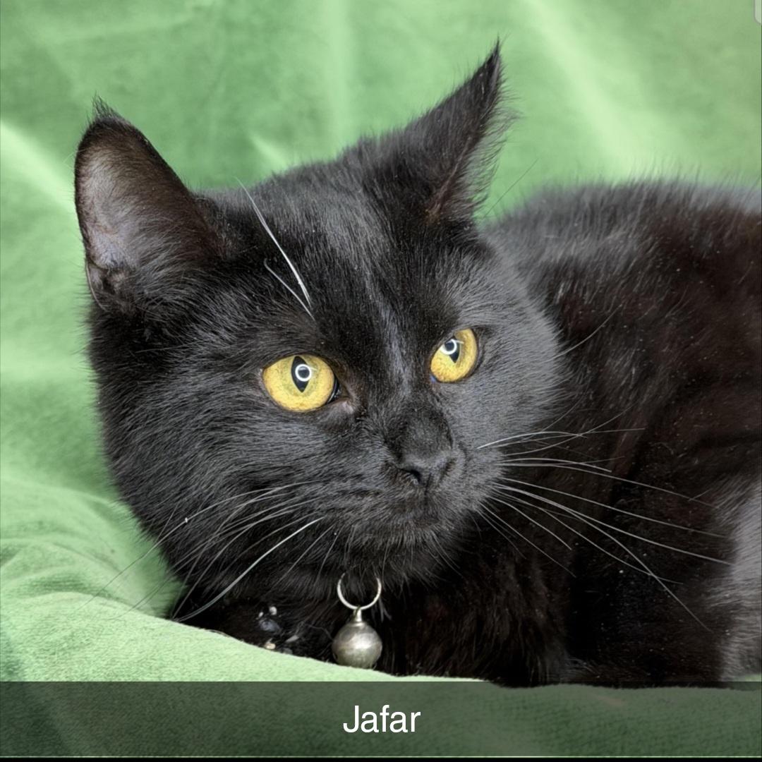 Jafar , a ADOPTABLE Domestic Short Hair in Hagerstown, MD image 3/3