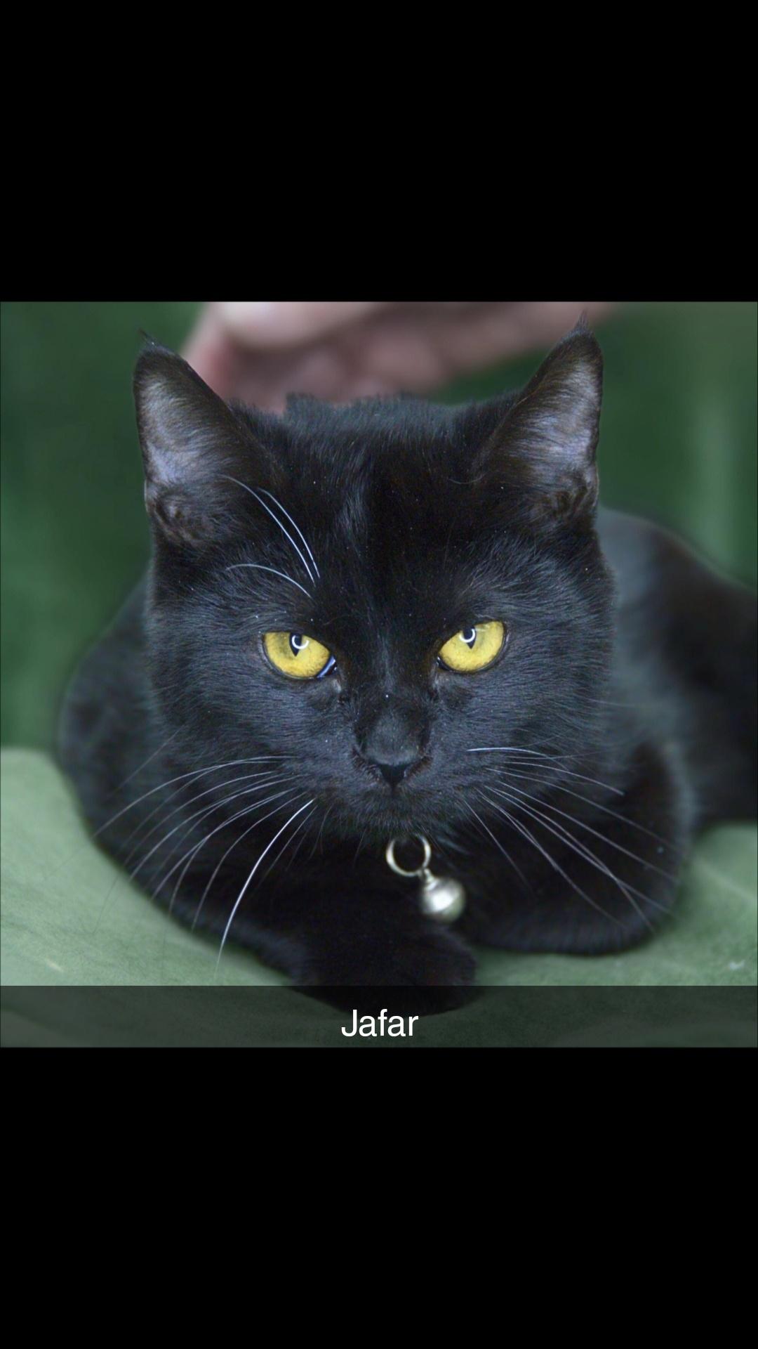 Jafar , a ADOPTABLE Domestic Short Hair in Hagerstown, MD image 2/3