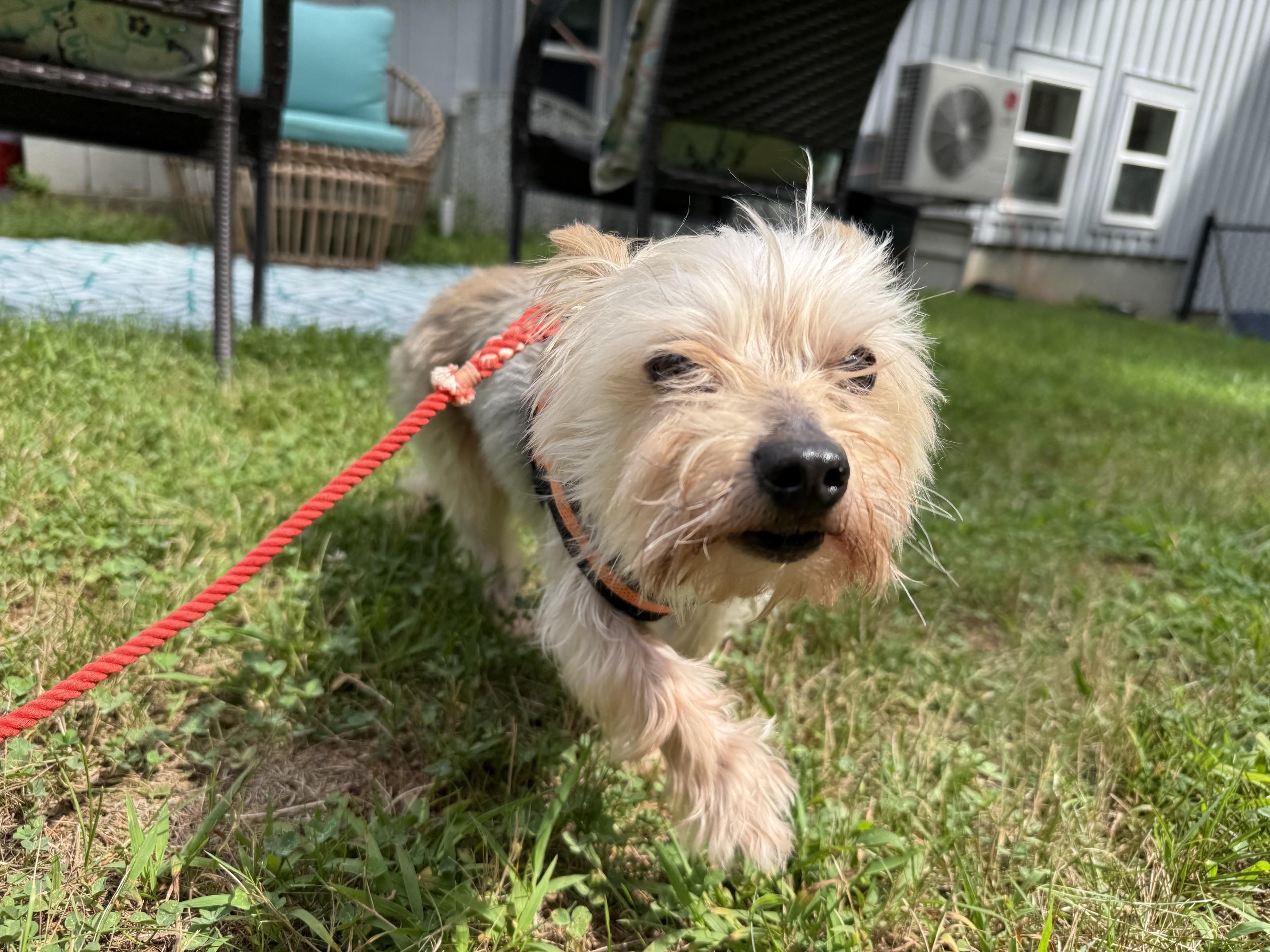 Enlarge Stanley, a ADOPTABLE Yorkshire Terrier in Foster, RI image 3/5