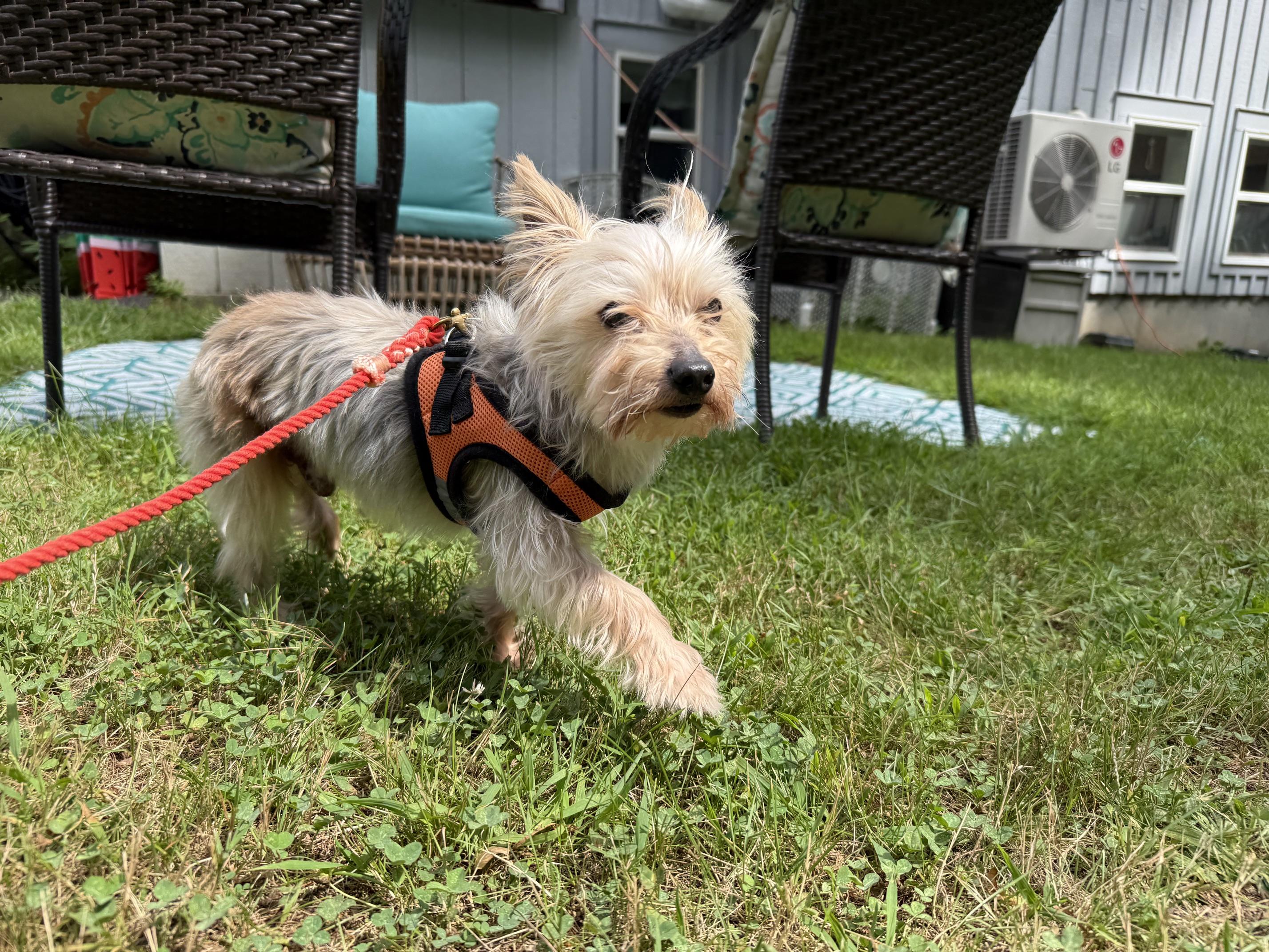 Enlarge Stanley, a ADOPTABLE Yorkshire Terrier in Foster, RI image 5/5