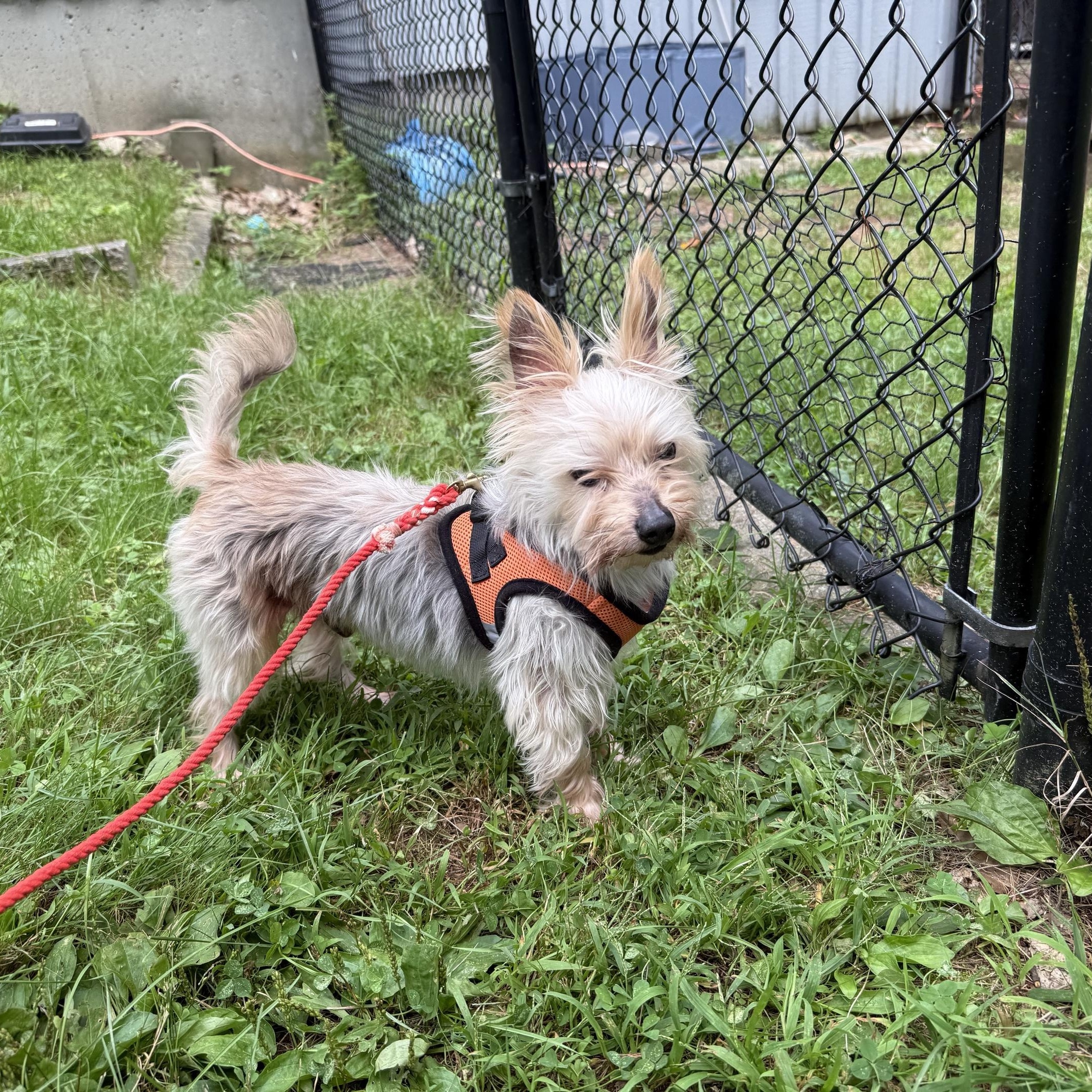 Enlarge Stanley, a ADOPTABLE Yorkshire Terrier in Foster, RI image 4/5