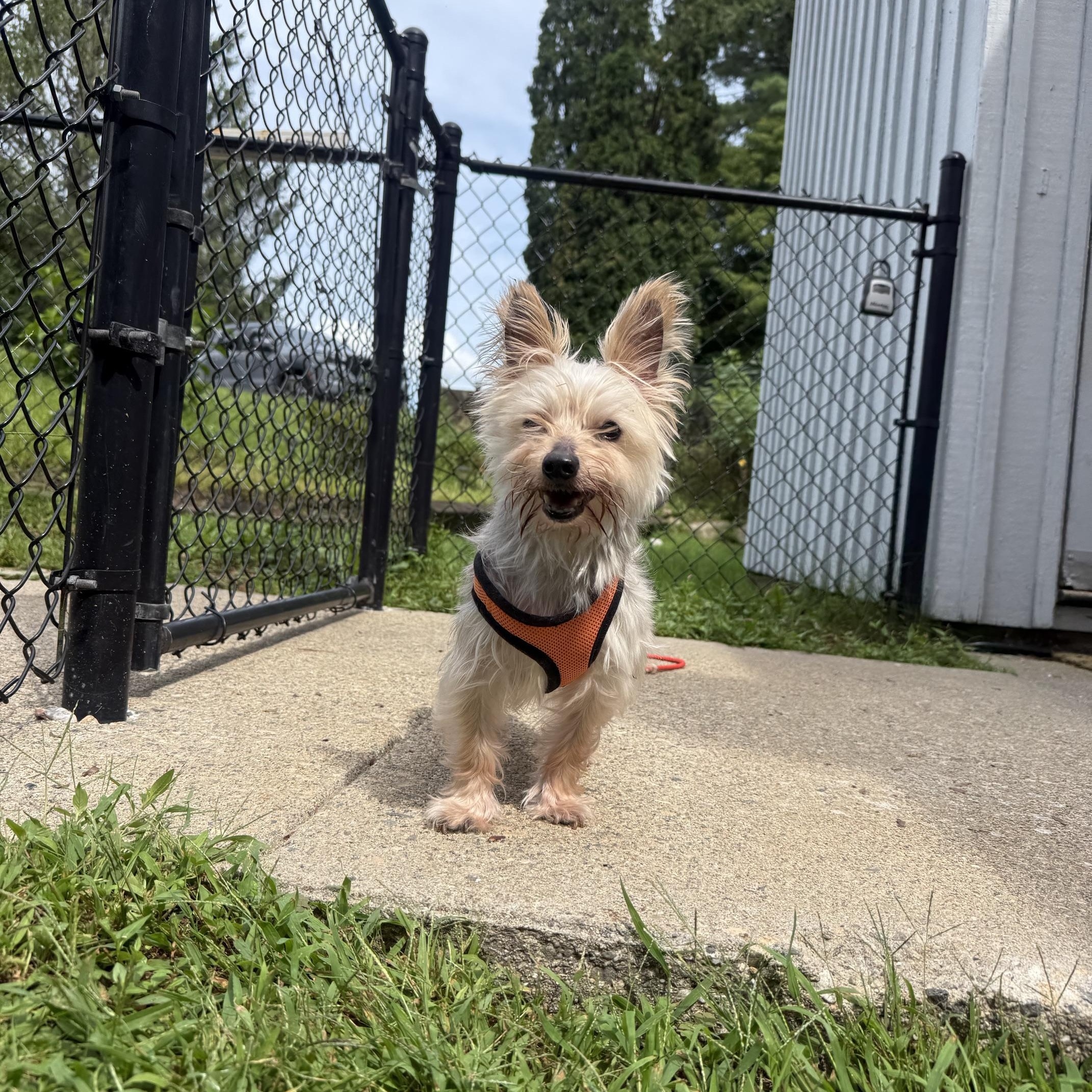 Enlarge Stanley, a ADOPTABLE Yorkshire Terrier in Foster, RI image 2/5