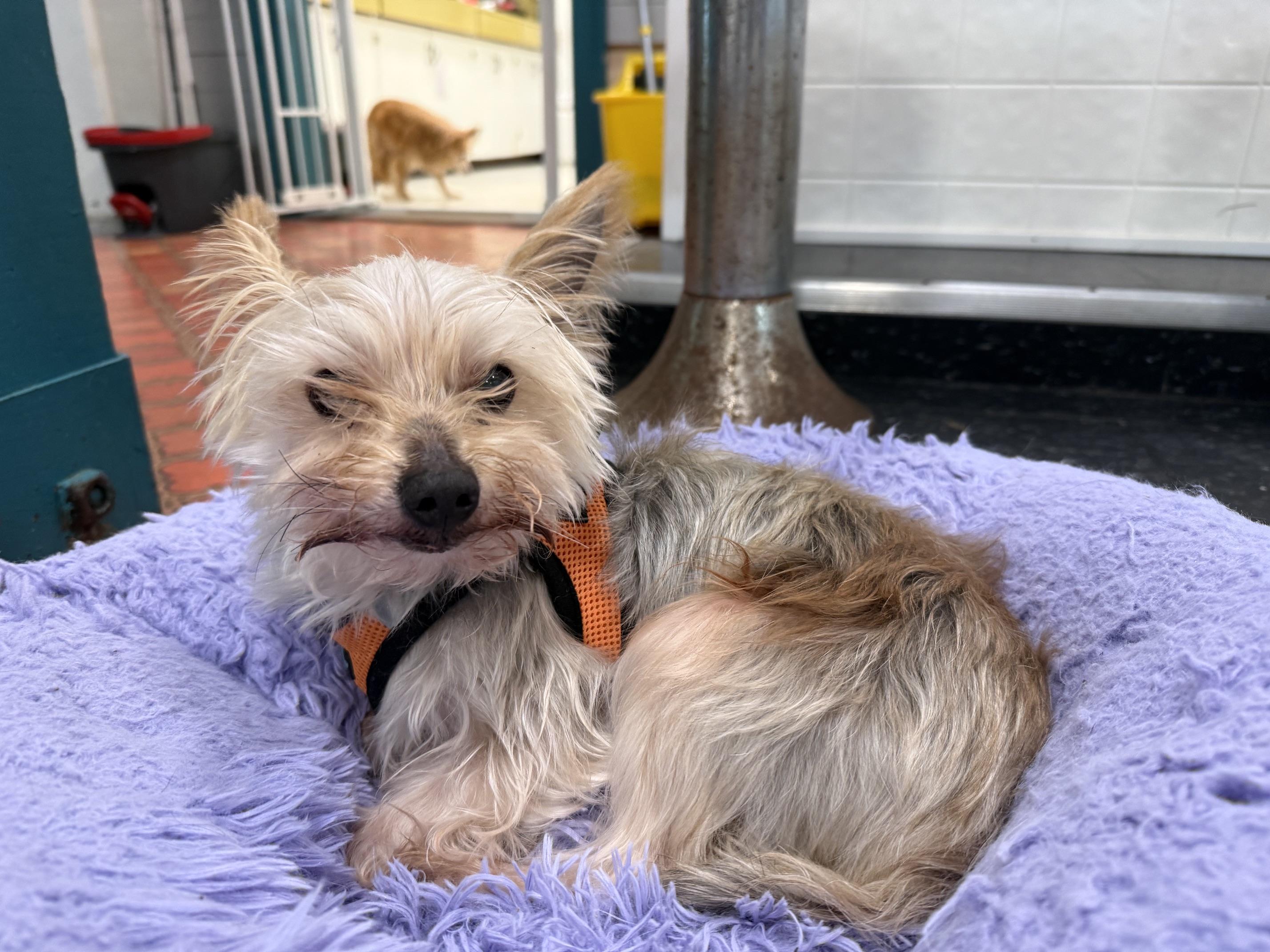 Stanley, ADOPTABLE, Senior Male Yorkshire Terrier.