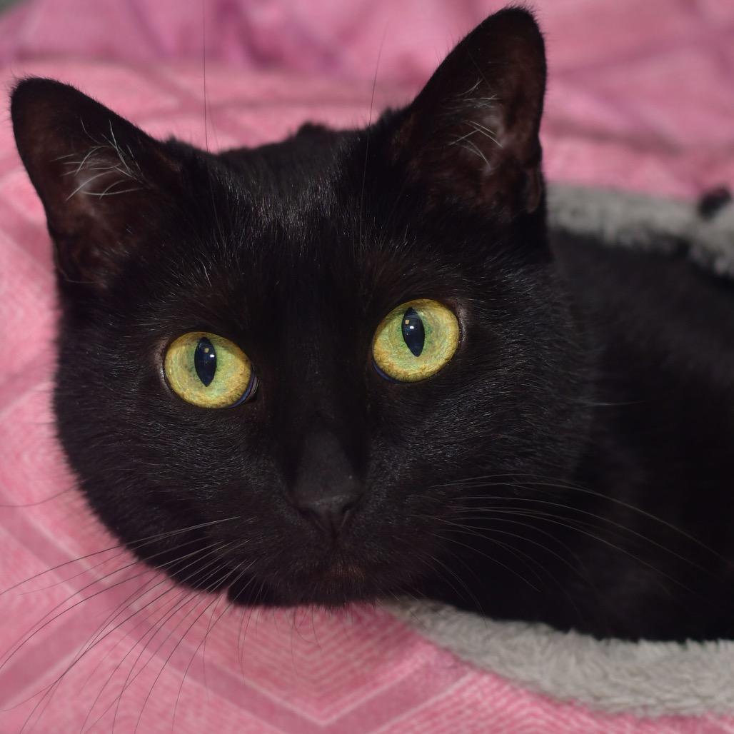 Enlarge Noelle, a Adoptable Domestic Short Hair in Ottawa, KS image 1/1