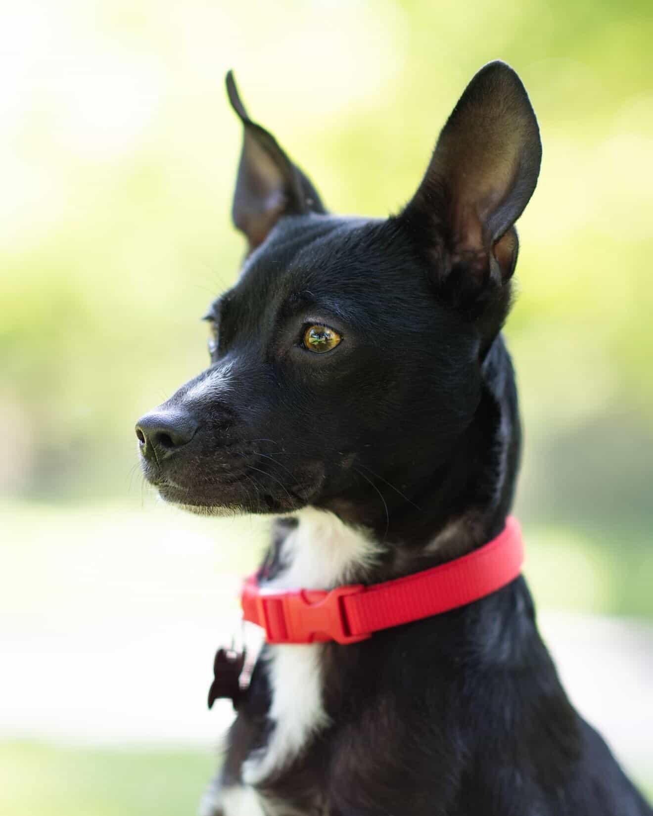 Enlarge 26Summit, a ADOPTABLE mixed breed in Shingle Springs, CA image 2/6