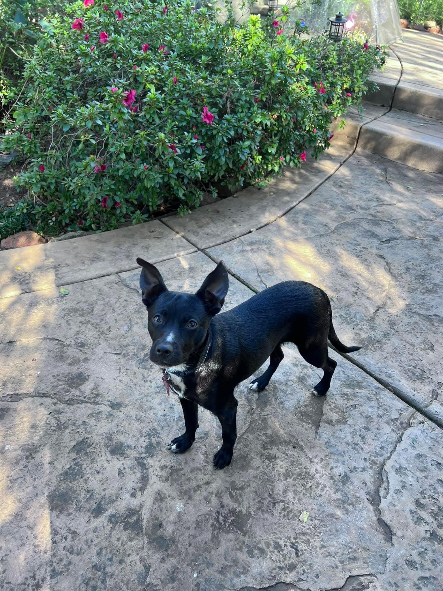 Enlarge 26Summit, a ADOPTABLE mixed breed in Shingle Springs, CA image 2/3